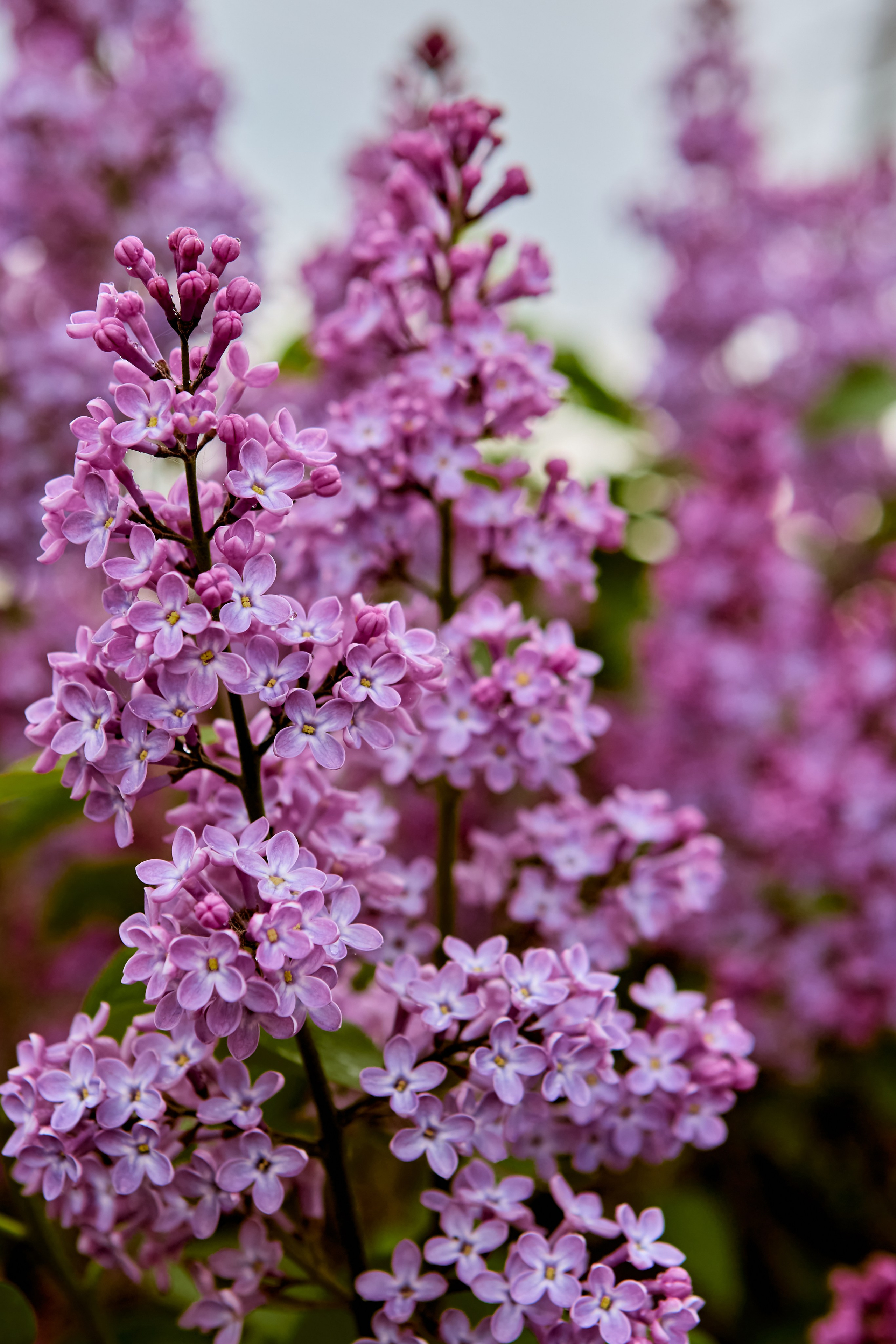 Сирень - символ воскресения и новой жизни, кадр православного фотографа Николая Голованова, г. Дзержинск.