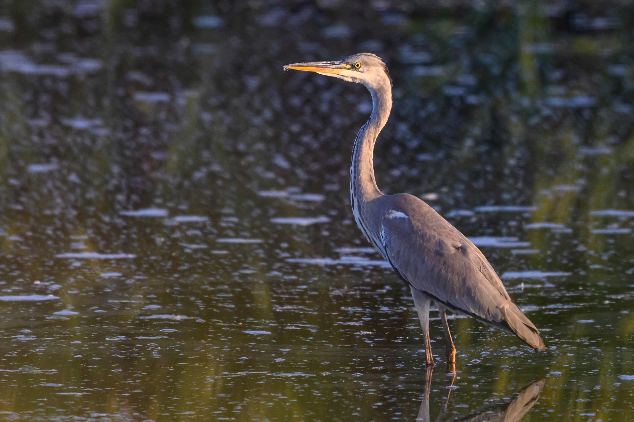 Галстучник и турухтаны. The common ringed plover and Ruffs. Фотограф Сергей Пупонин
