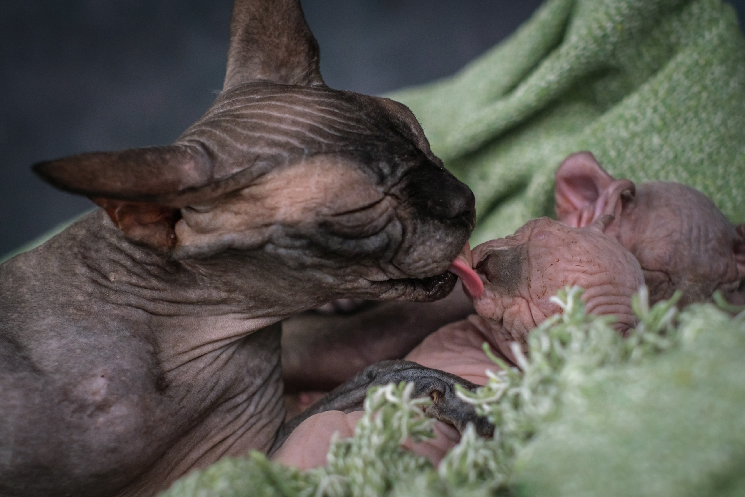 Котята для Данила и Ланы. Зоофотограф, фотограф животных в Москве и области Дина Дамоцева