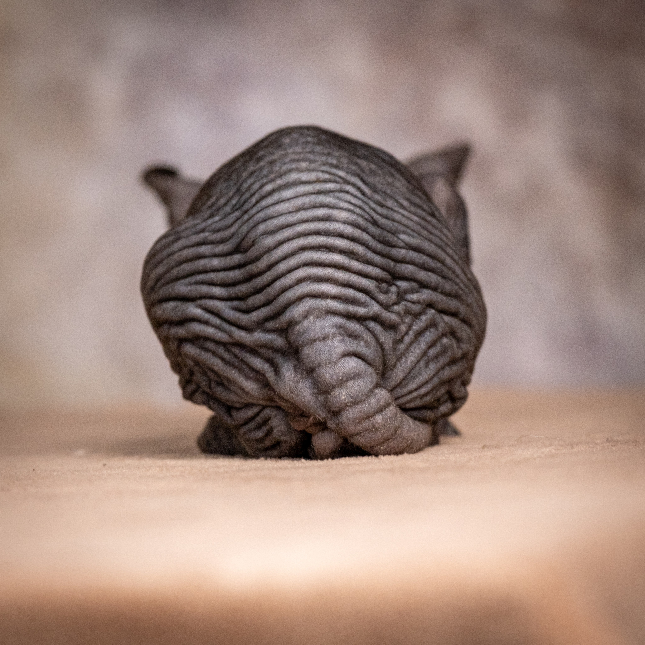 Сфинксы и эльфы для Никиты!. Зоофотограф, фотограф животных в Москве и области Дина Дамоцева