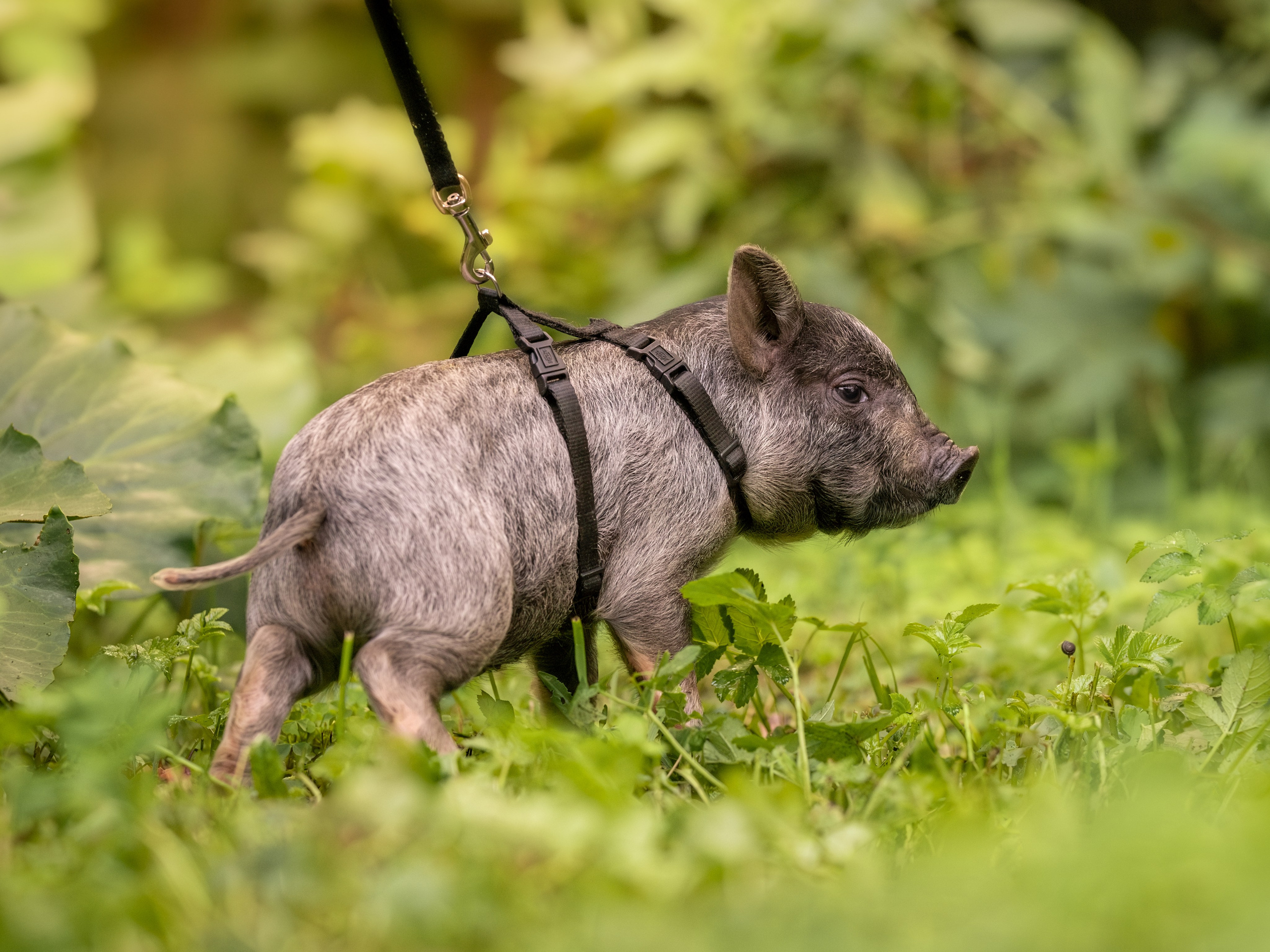 Минипиги для Марины. Зоофотограф, фотограф животных в Москве и области Дина Дамоцева