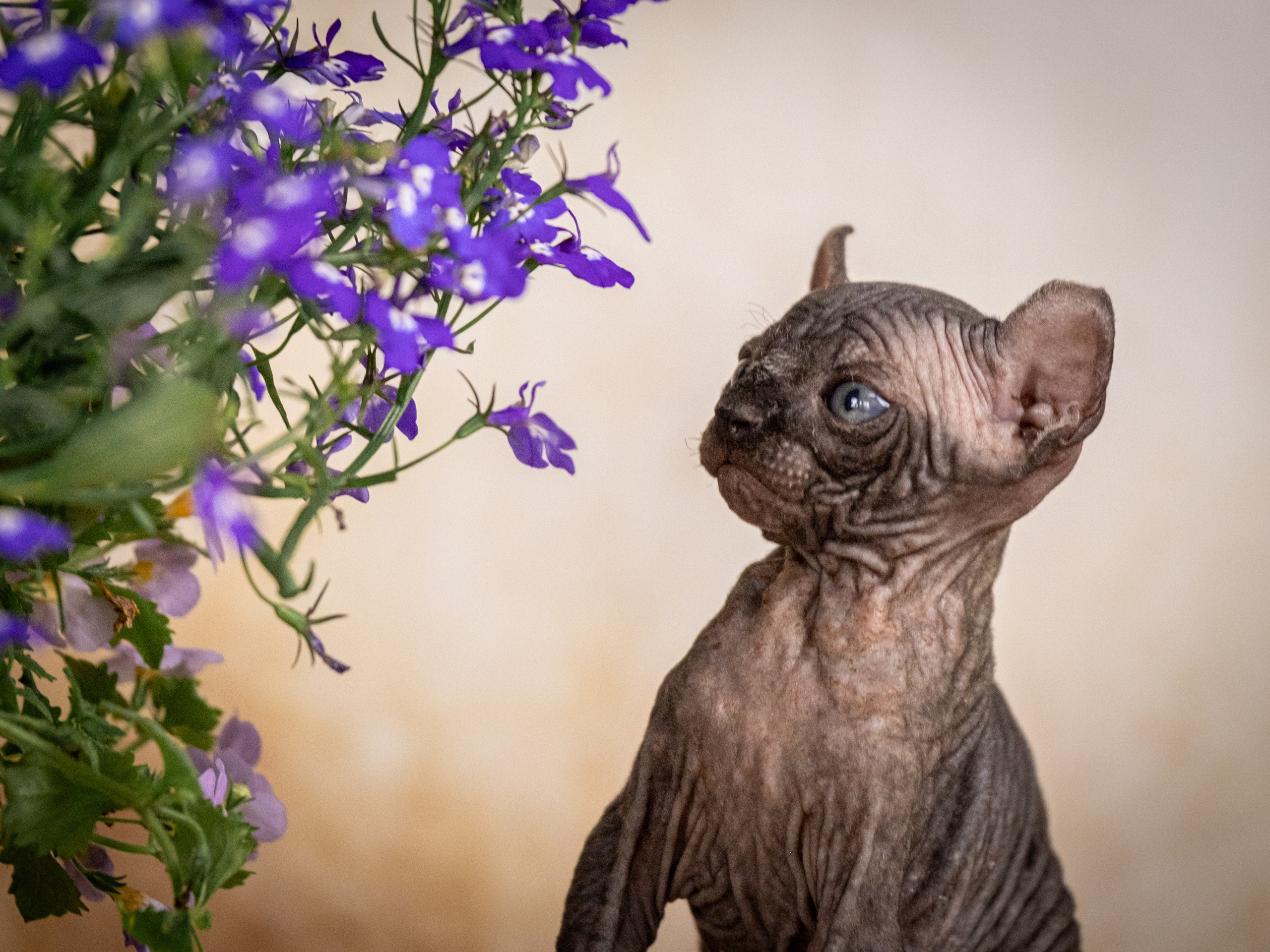 Сфинксы и эльфы для Никиты!. Зоофотограф, фотограф животных в Москве и области Дина Дамоцева