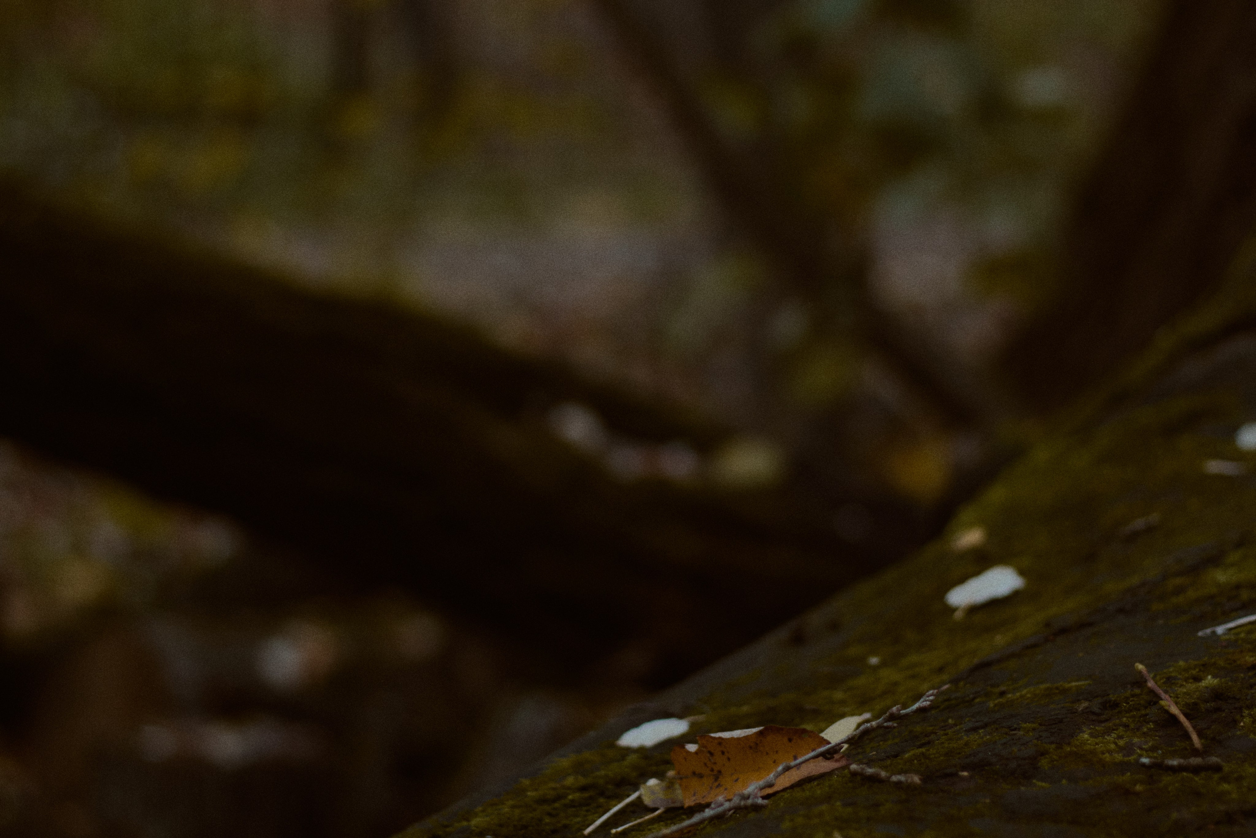 Агата и Даниил. Фотограф лавстори Москва/МО Приятелева Ангелина