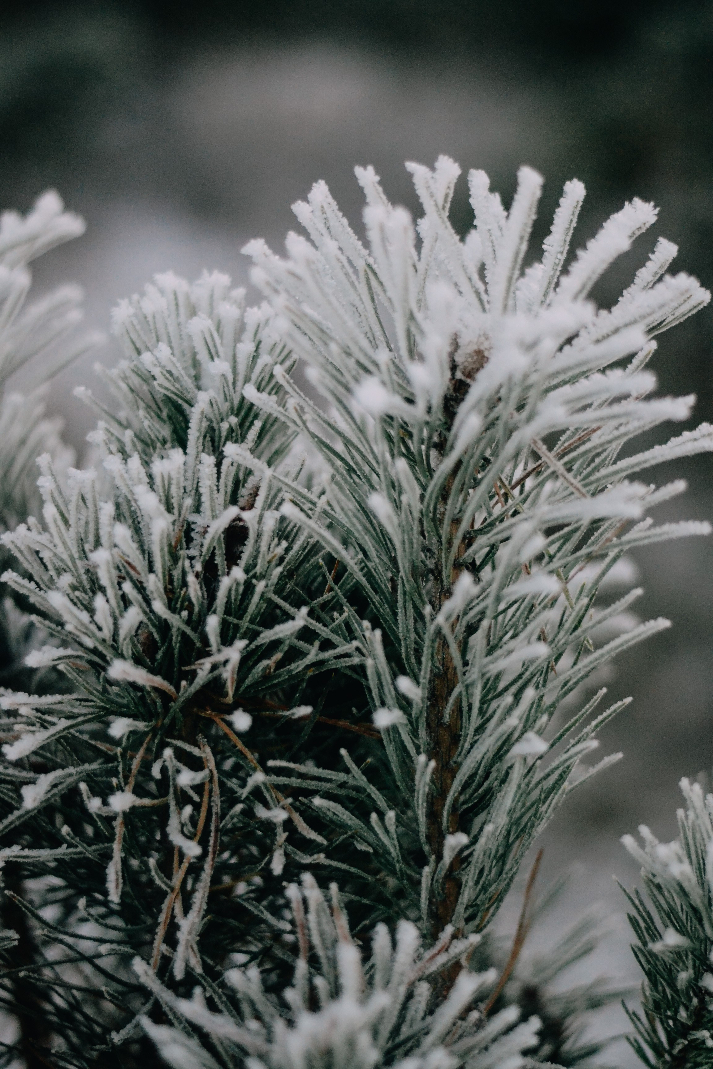 Wallpapers. Фотограф Казань