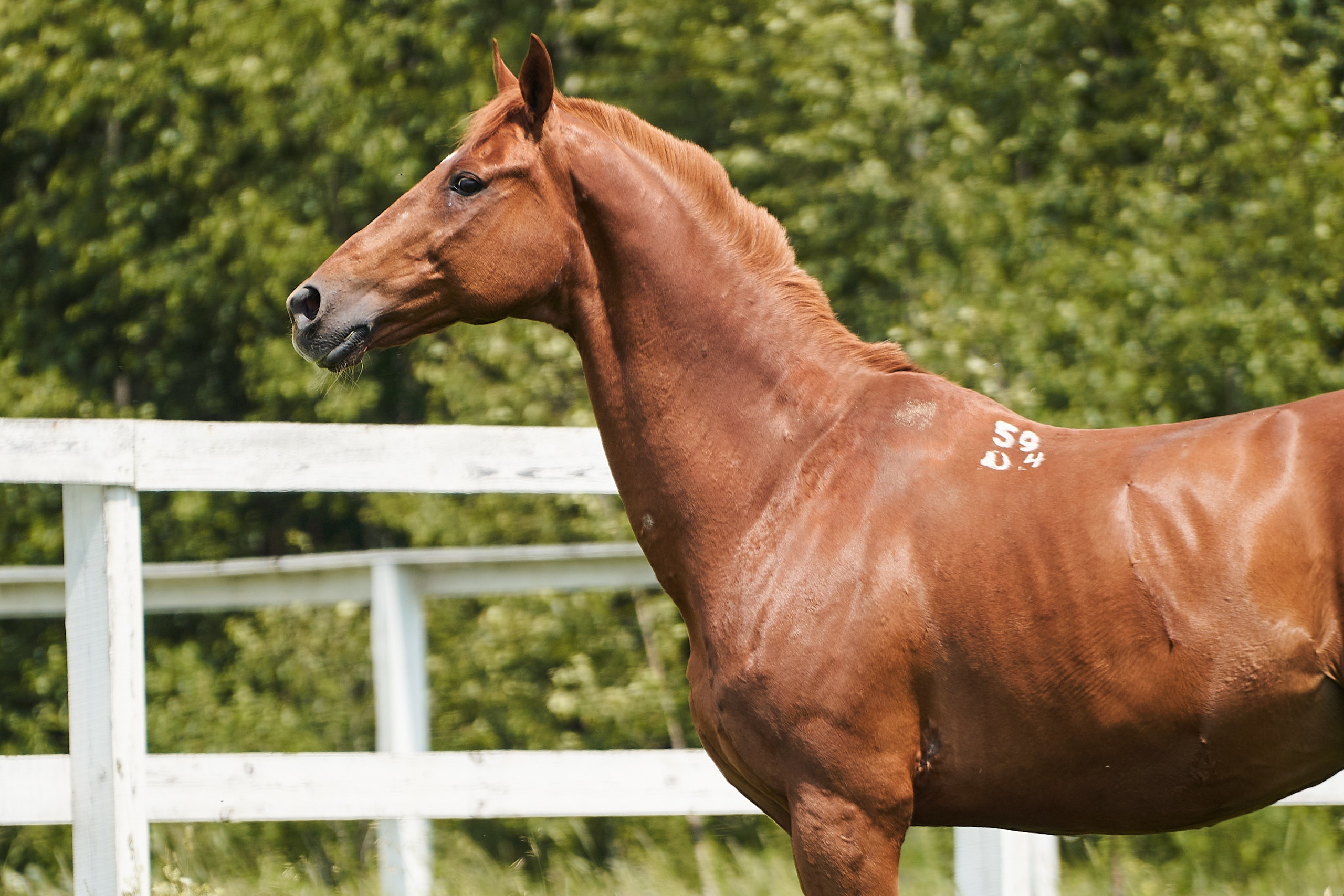 Эмбилгон, буденновский, КСК «Звёздный». Фотосессии с лошадьми в Москве, Новосибирске
