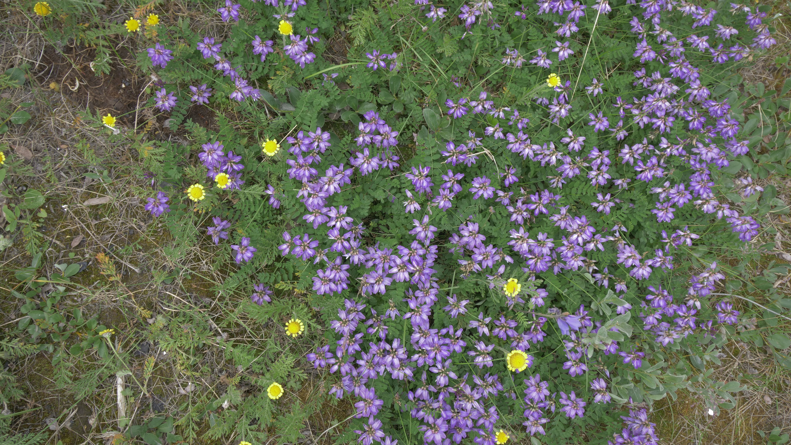 Амдерма — наука (2020 г.). Фотоальбом показывающий увлекательный мир авиации и мир медведей Андрея Иванова