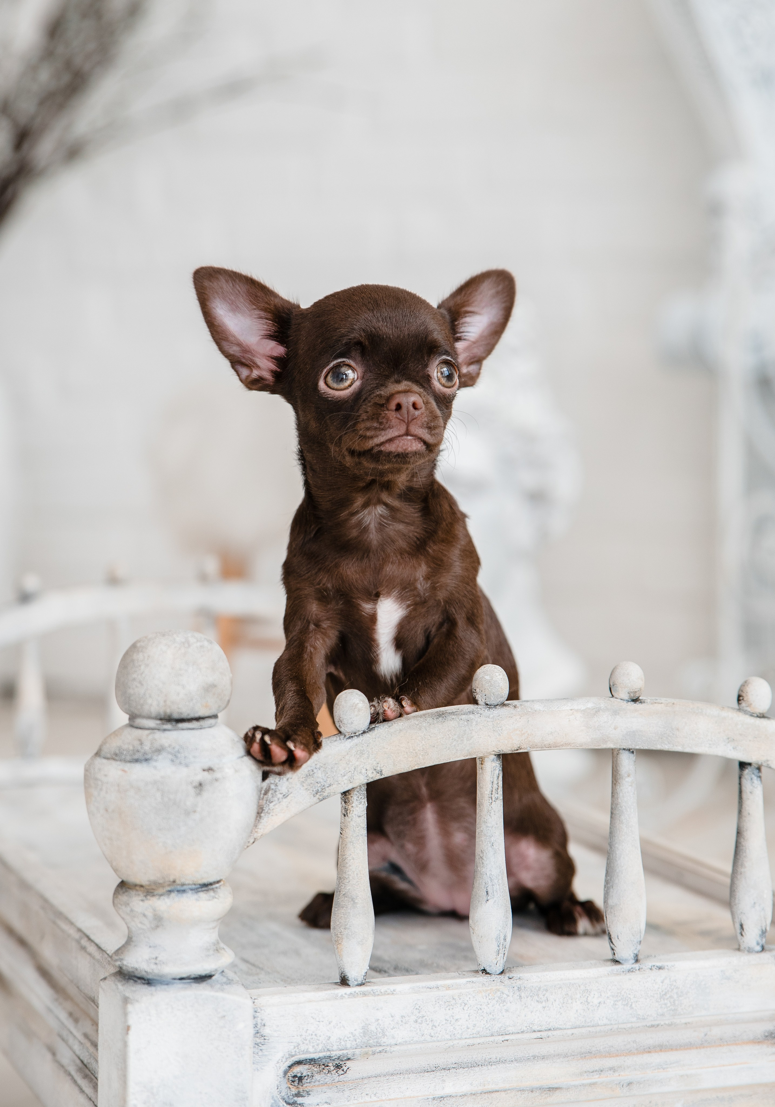 Чихуа Ахуа студия. Главная