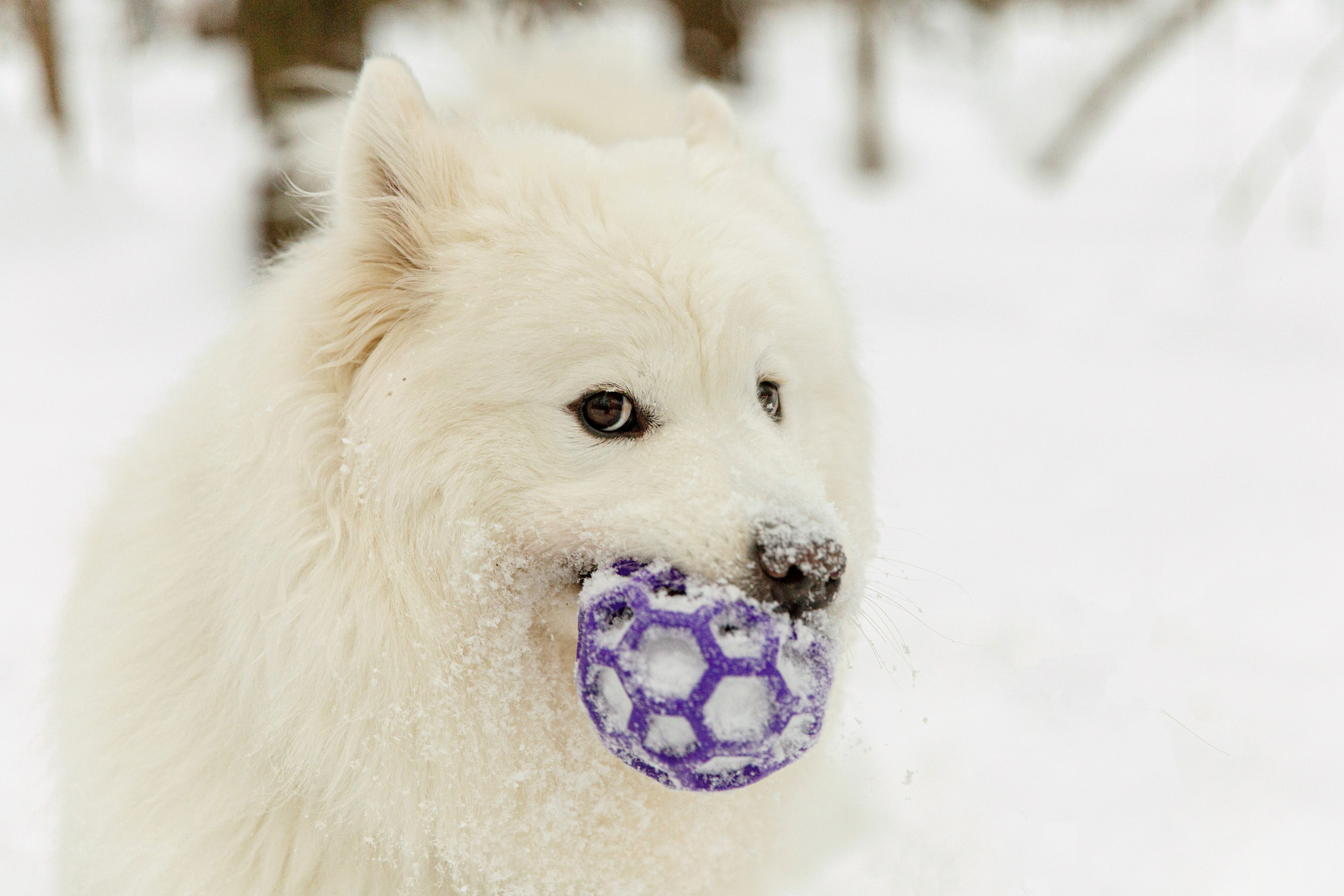 Наталья и Бася. Фотограф-анималист в Москве Соломонова Варвара