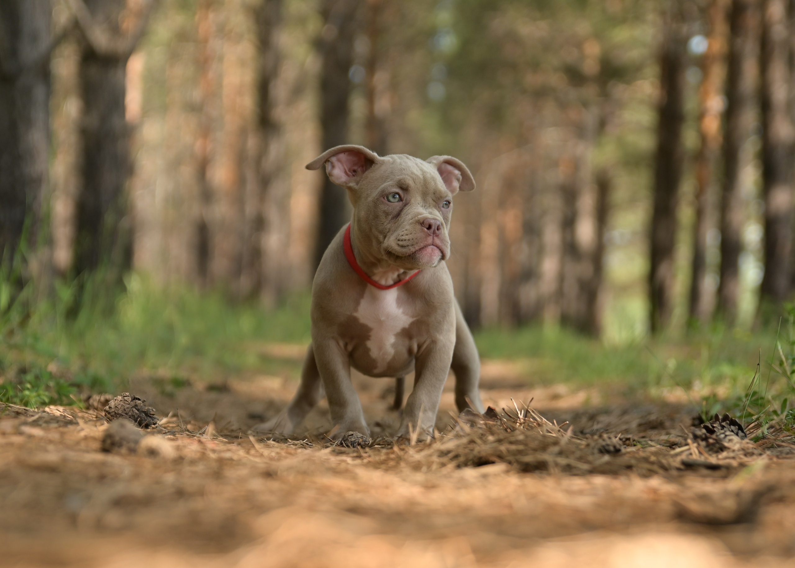 Свободные щенки Американский Булли в Иркутске. Питомник собак Иркутск