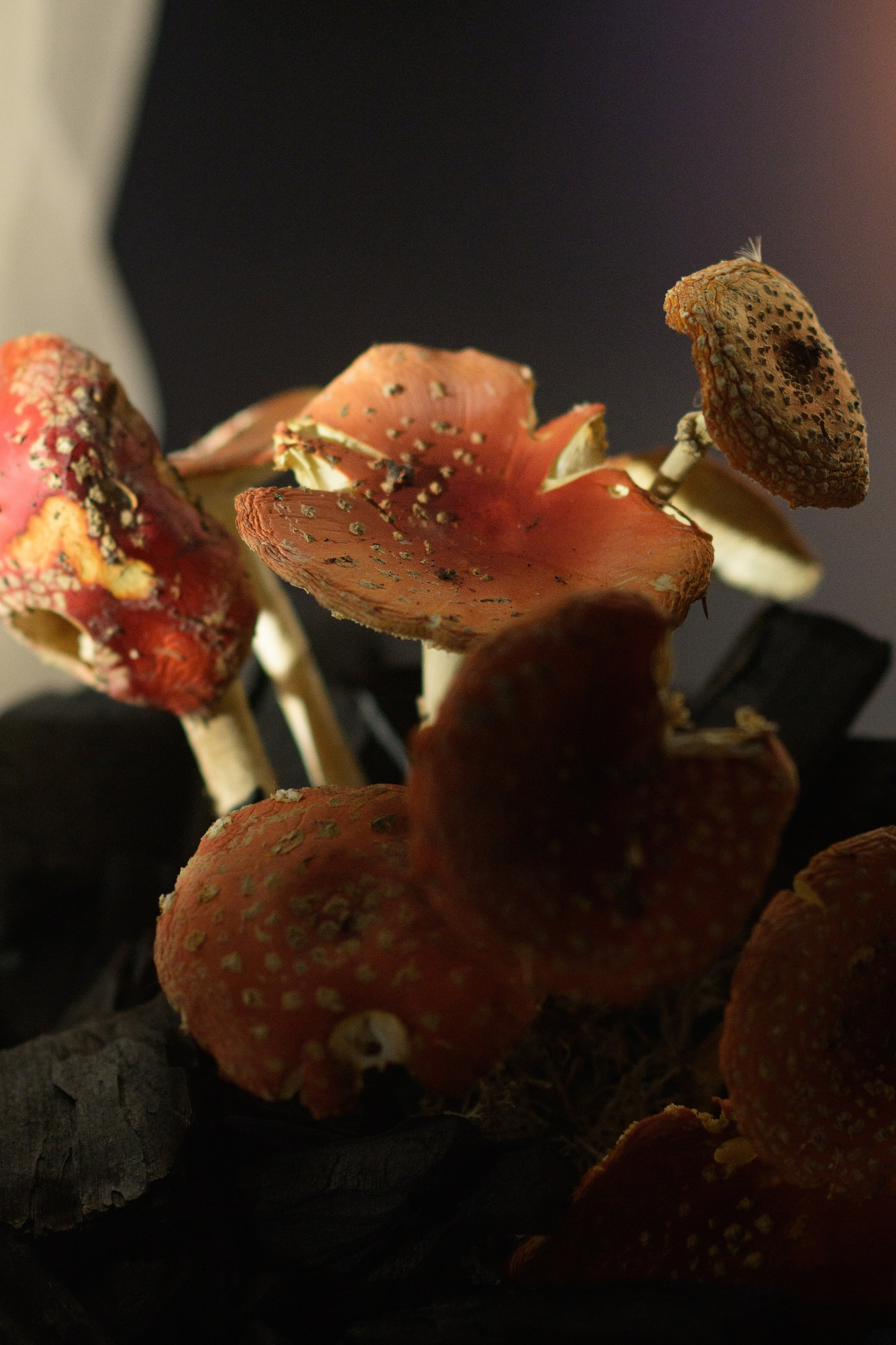 Decor by Favorite catering. Свадебный фотограф в Минске