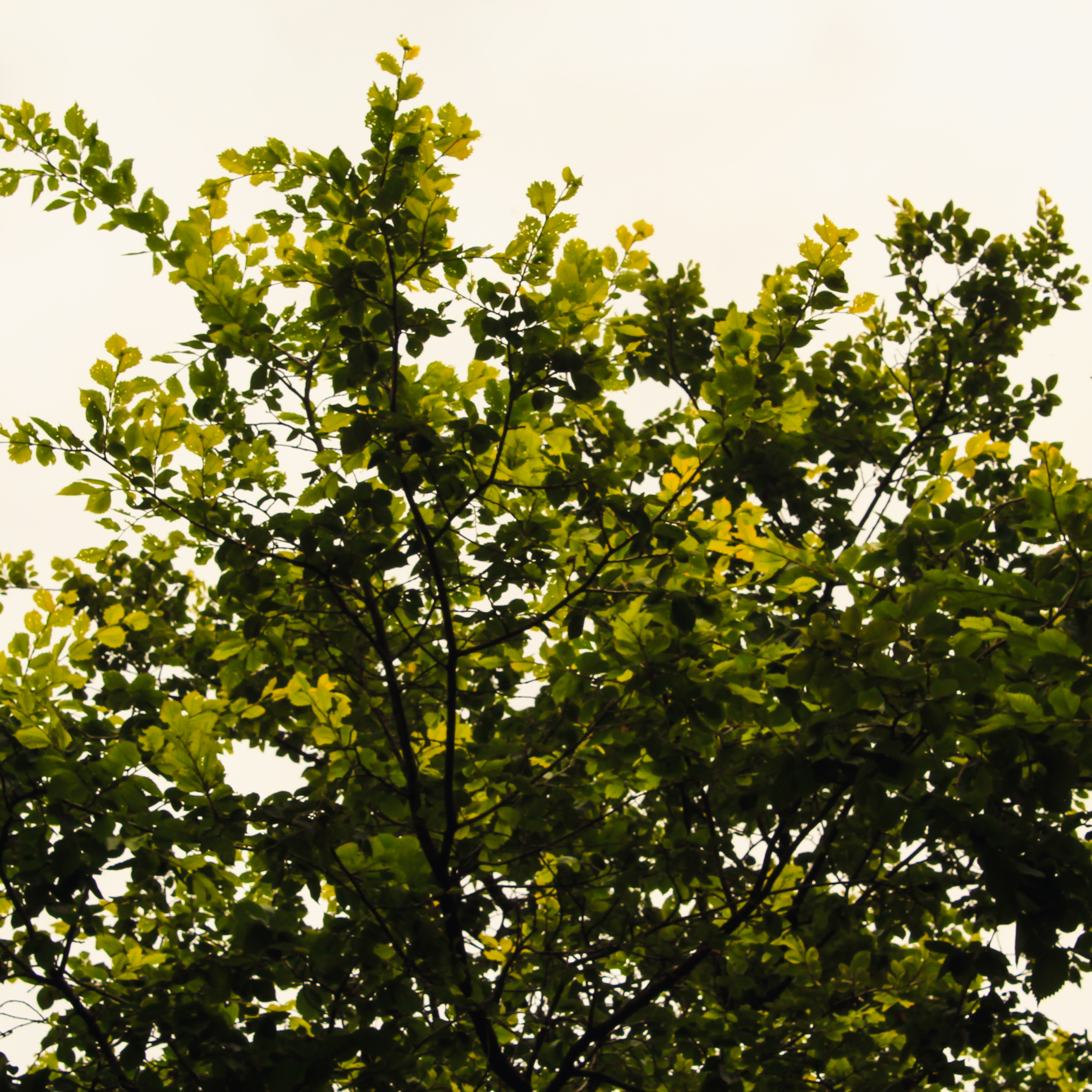 Summertime. Фотограф/дизайнер в Екатеринбурге Хитрый Дмитрий