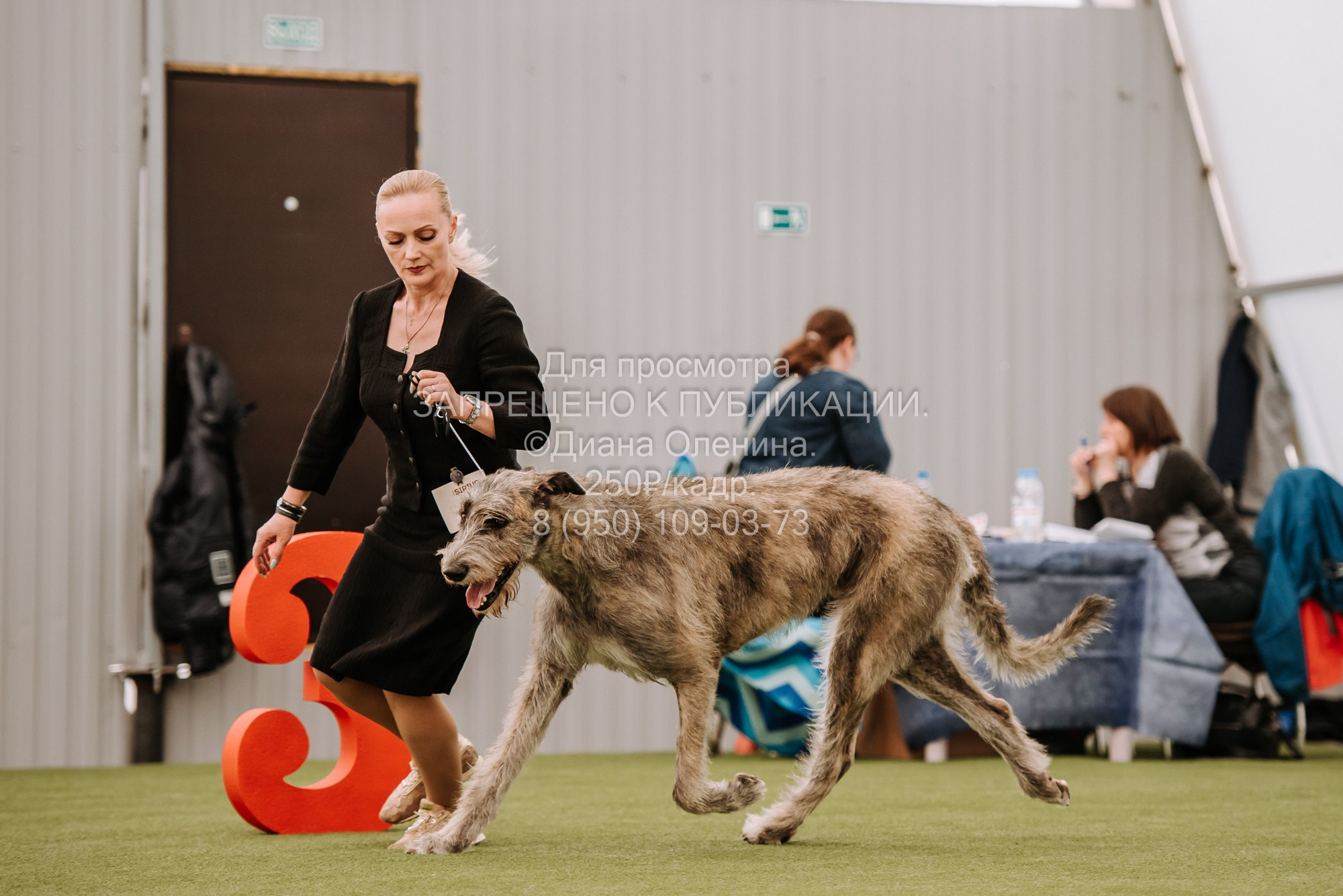 Выставка собак Красноярск 2.06. Фотограф Диана Оленина Красноярск / Братск