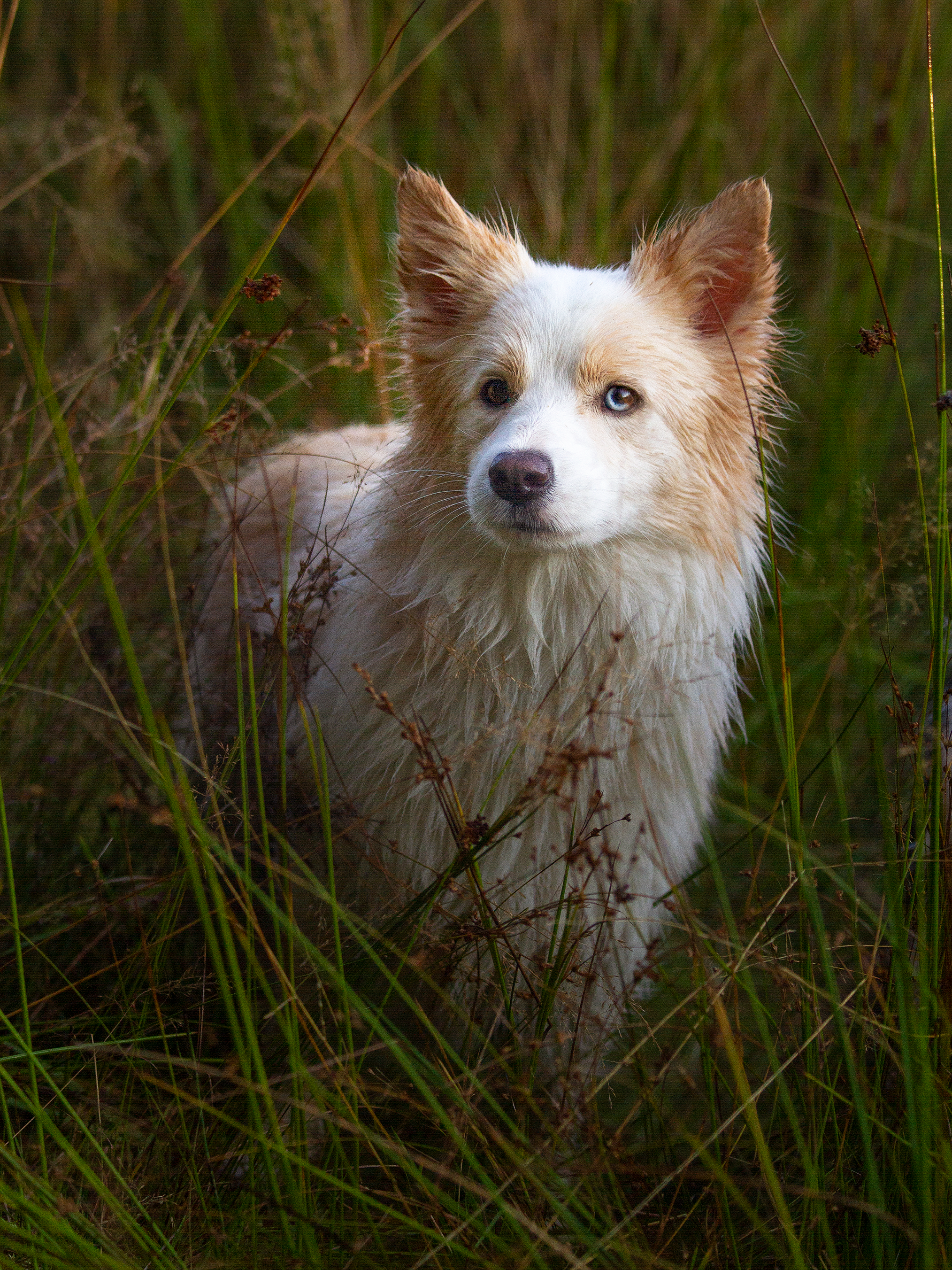 Собаки. Фотограф-анималист в Москве и МО Самойлова Марина