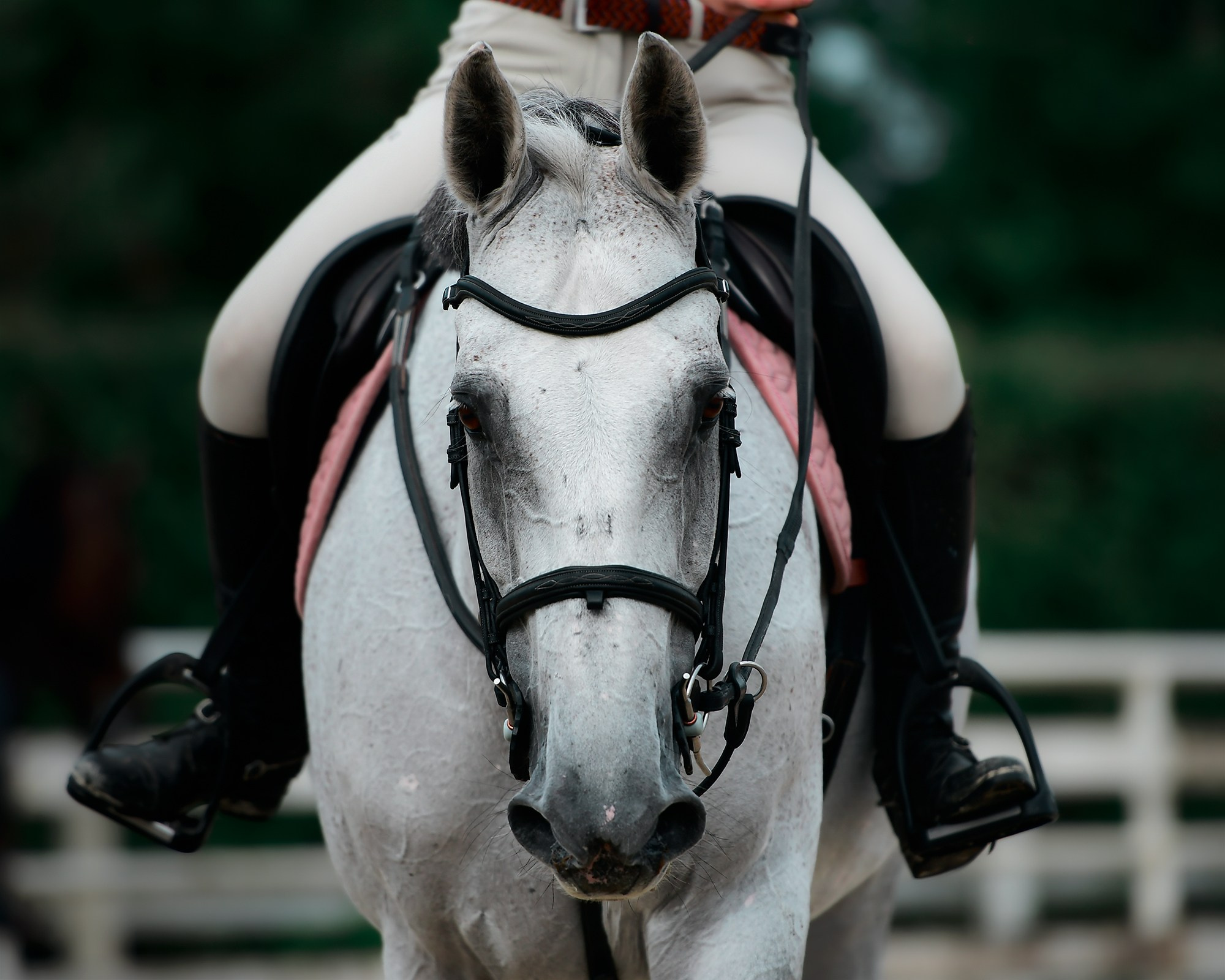 Тренировки. Конный фотограф Alesya Safe