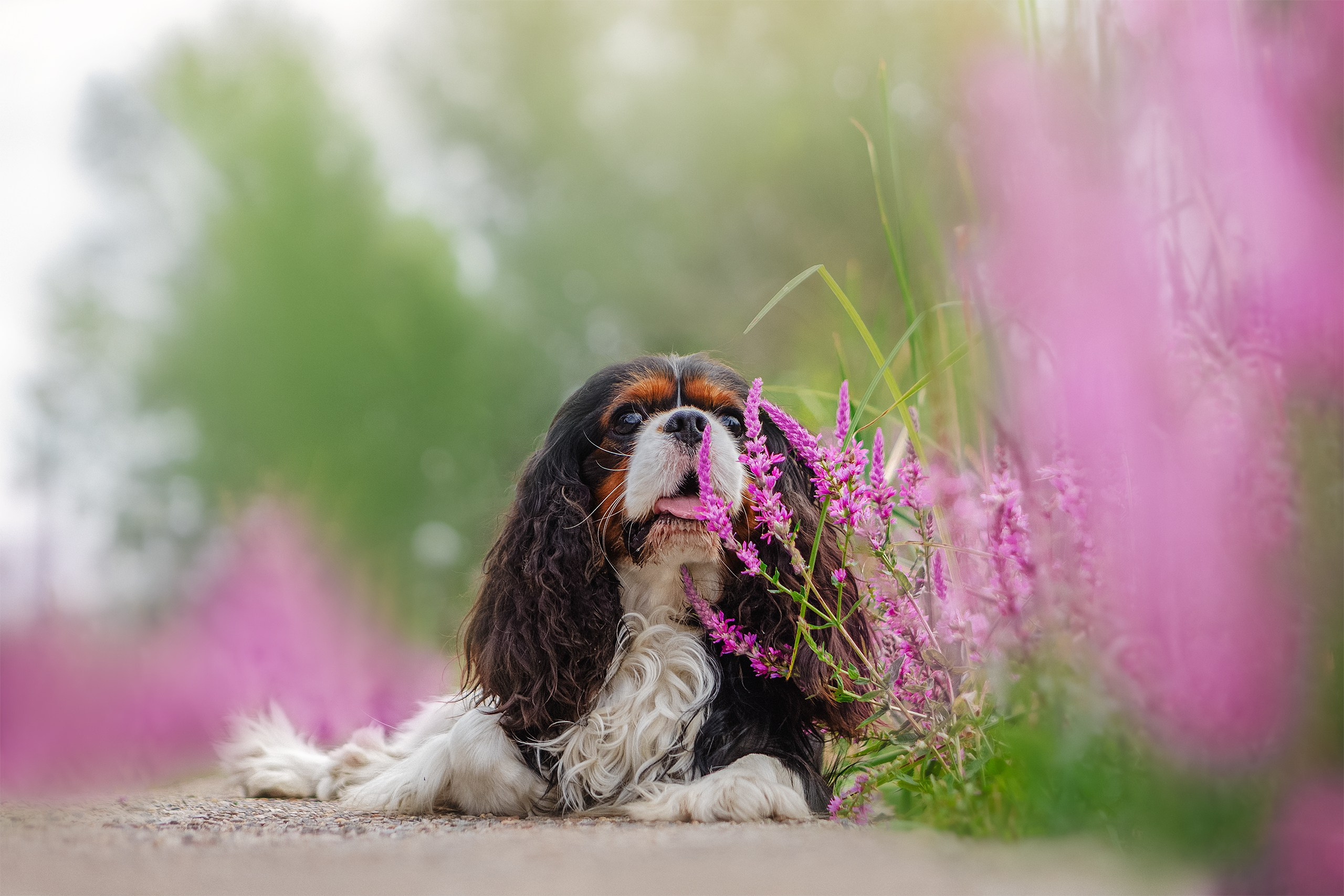 ККЧС Элвис. Фотограф анималист Кузнецова Анна Нижний Новгород