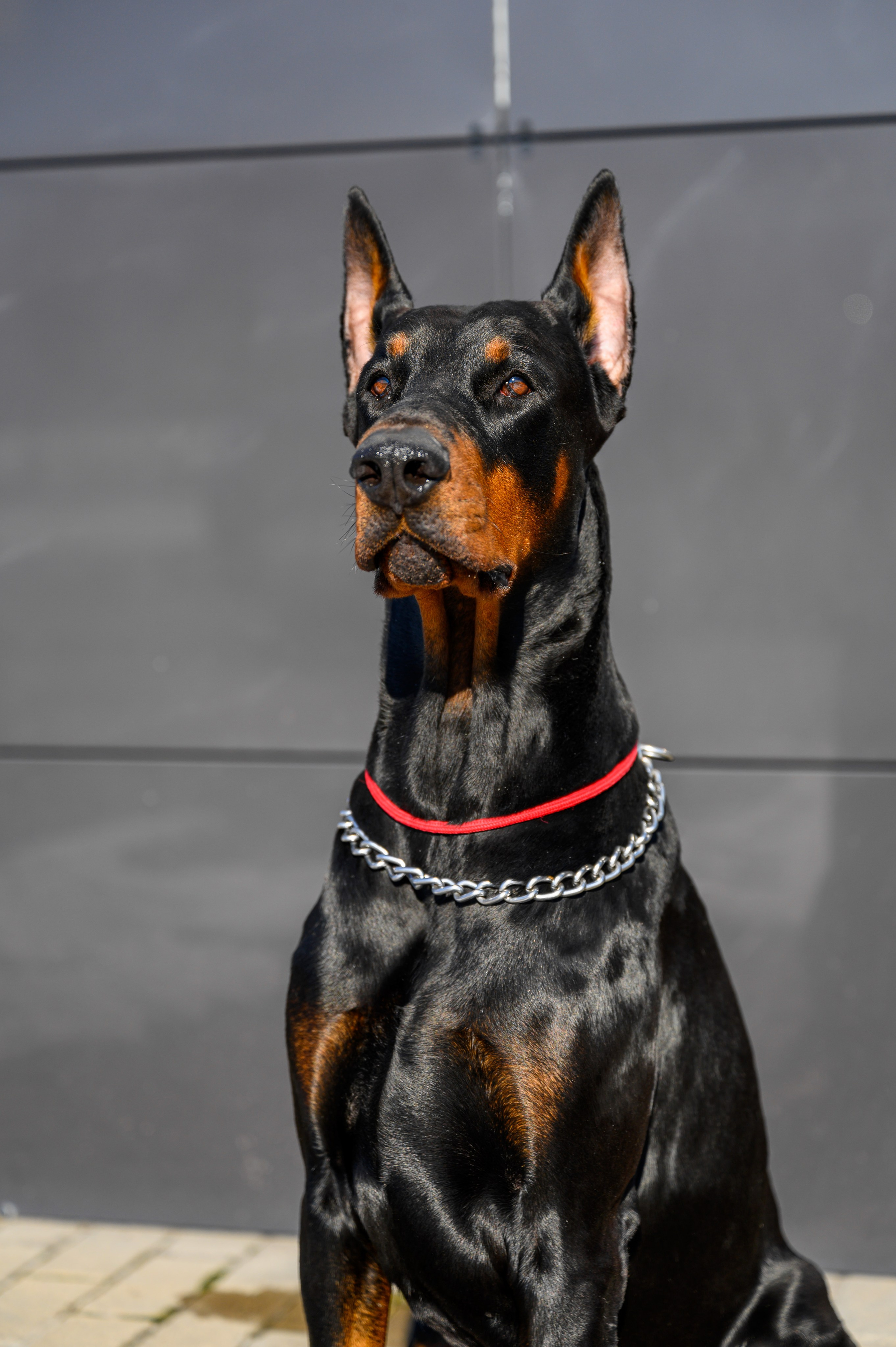 Доберман Рэн. Bazarkom-photo.ru Фотограф Виктор Оськин в Старом Осколе