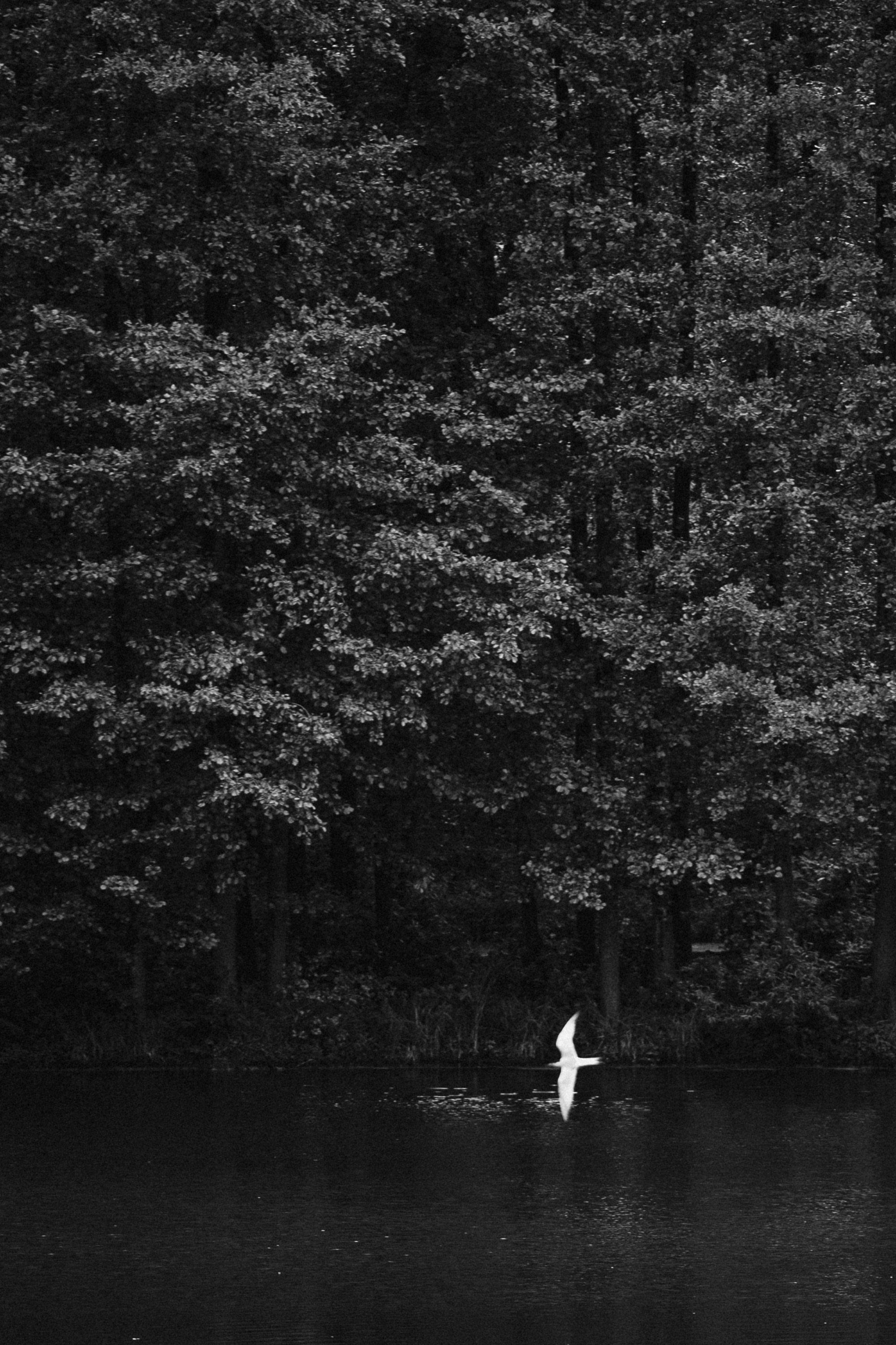 СВАДЕБНЫЕ СЕРИИ. Свадебный Фотограф Толстой Константин