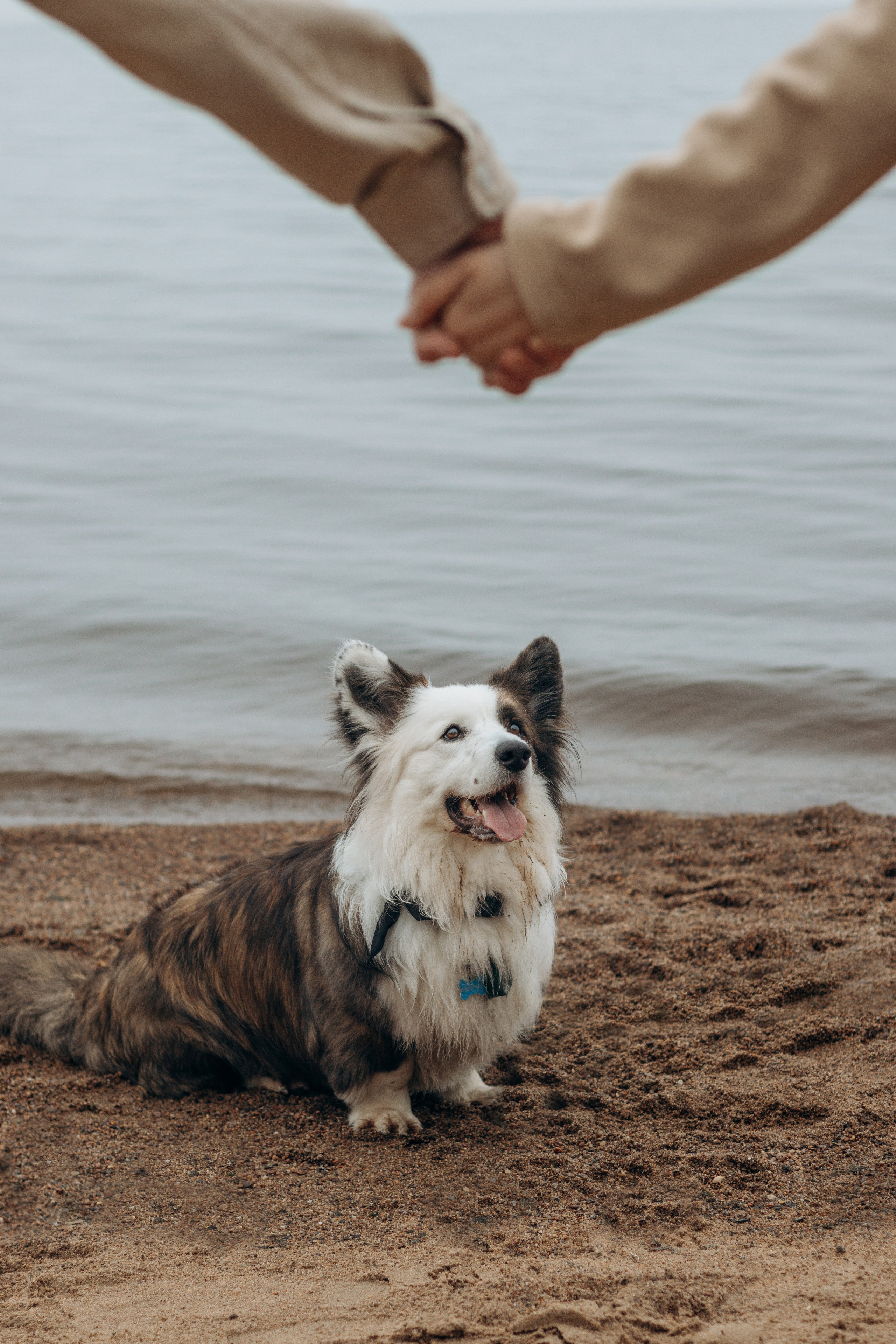 Настя, Серёжа и Джек. Фотограф-анималист в Санкт-Петербурге