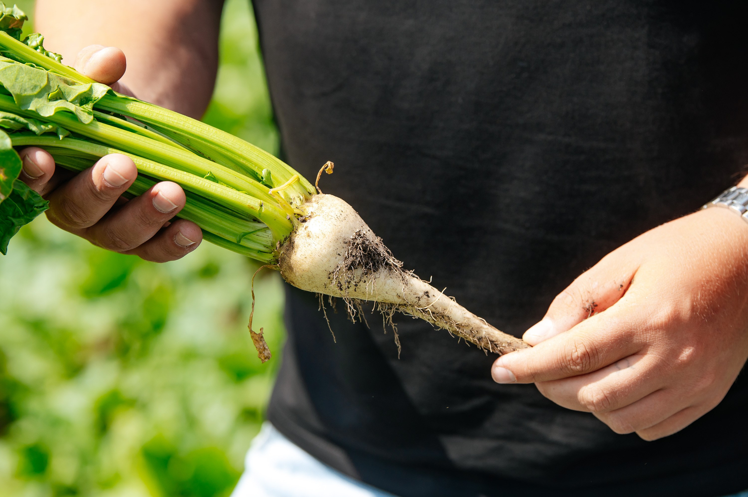 День поля. Главная