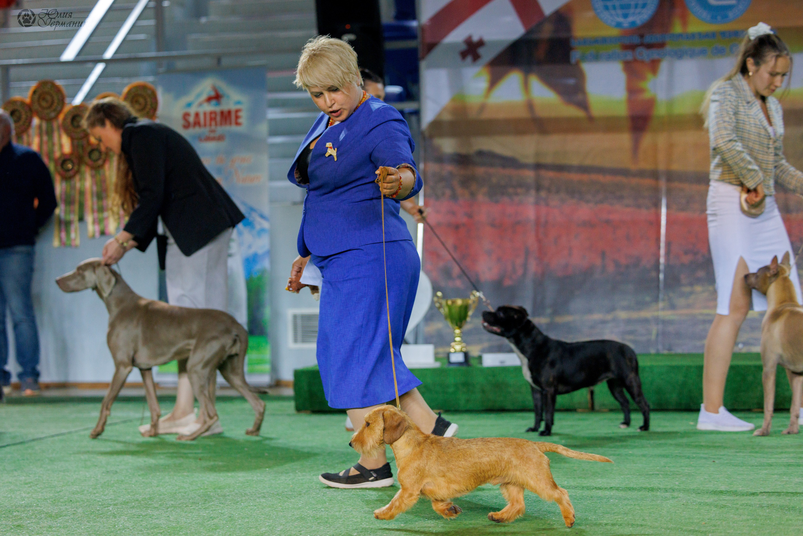 Грузия,Телави 2хCACIB 19-20.10.2024. Фотограф-анималист Юлия Германика