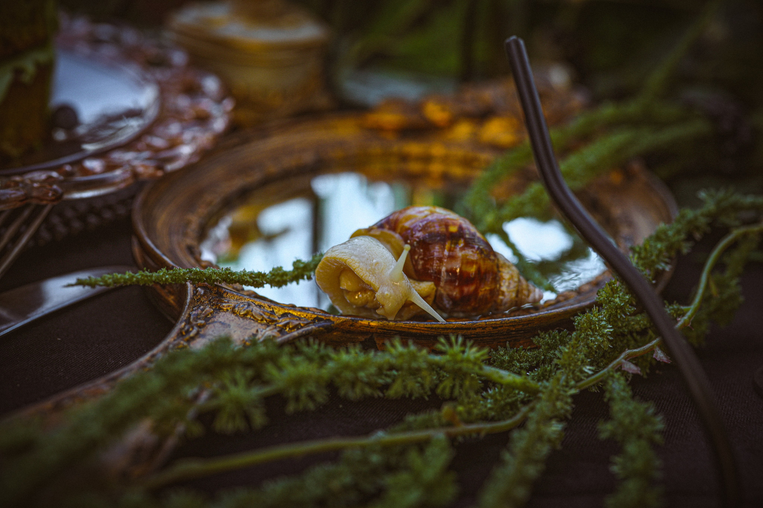Офелия. Свадебный и семейный фотограф в Абхазии Жанна Соснина