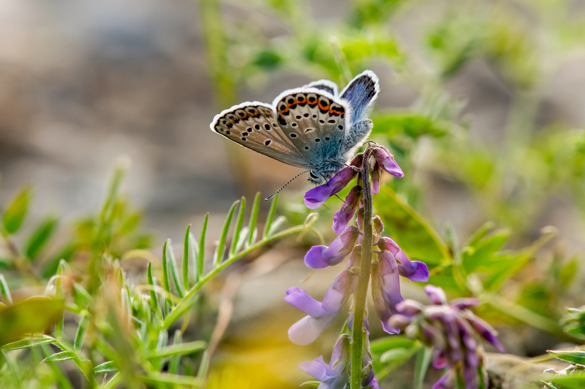 Макрофотосъёмка. Foto-Zuev фотография как искусство