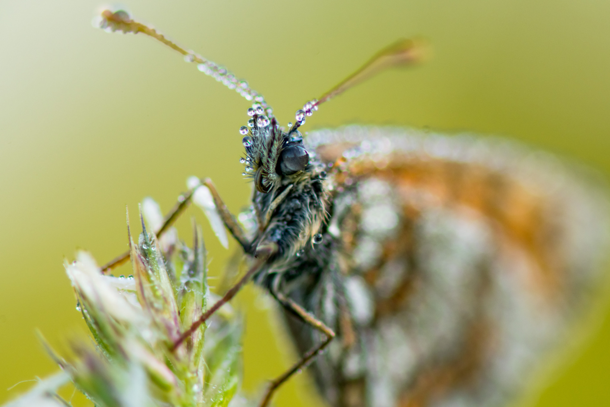 Макрофотосъёмка. Foto-Zuev фотография как искусство