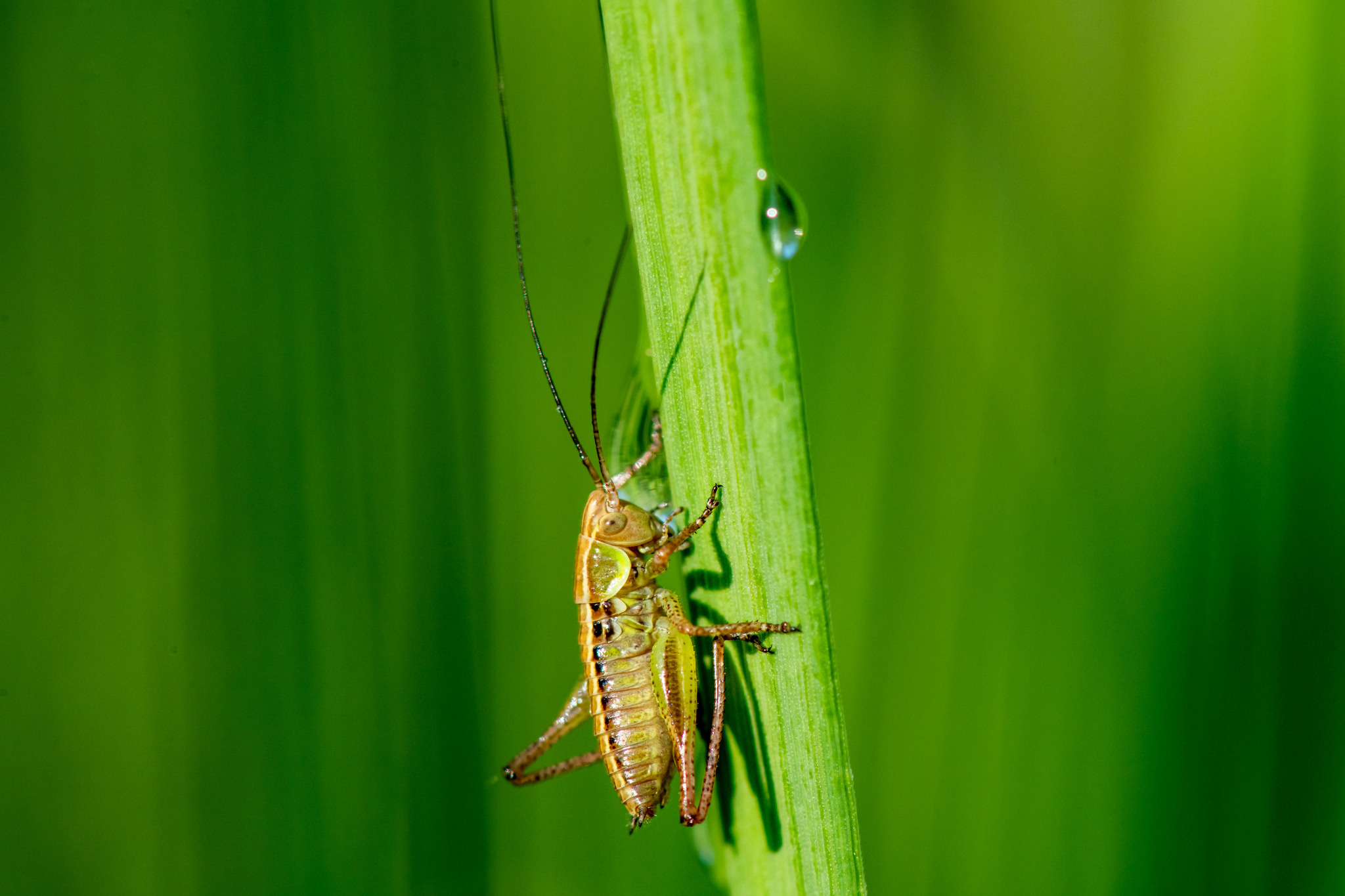 Макрофотосъёмка. Foto-Zuev фотография как искусство