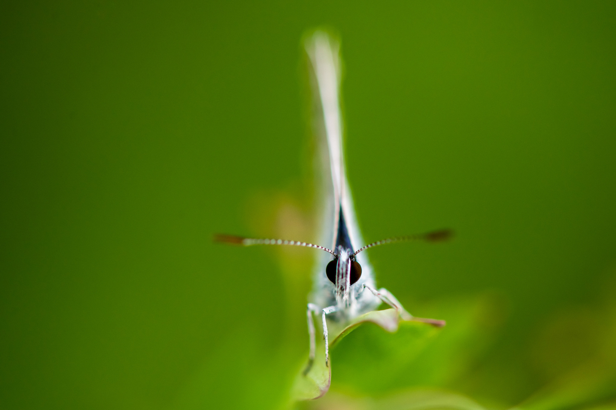 Макрофотосъёмка. Foto-Zuev фотография как искусство