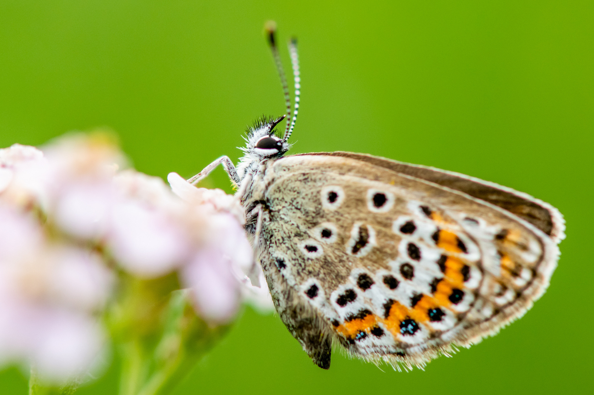 Макрофотосъёмка. Foto-Zuev фотография как искусство