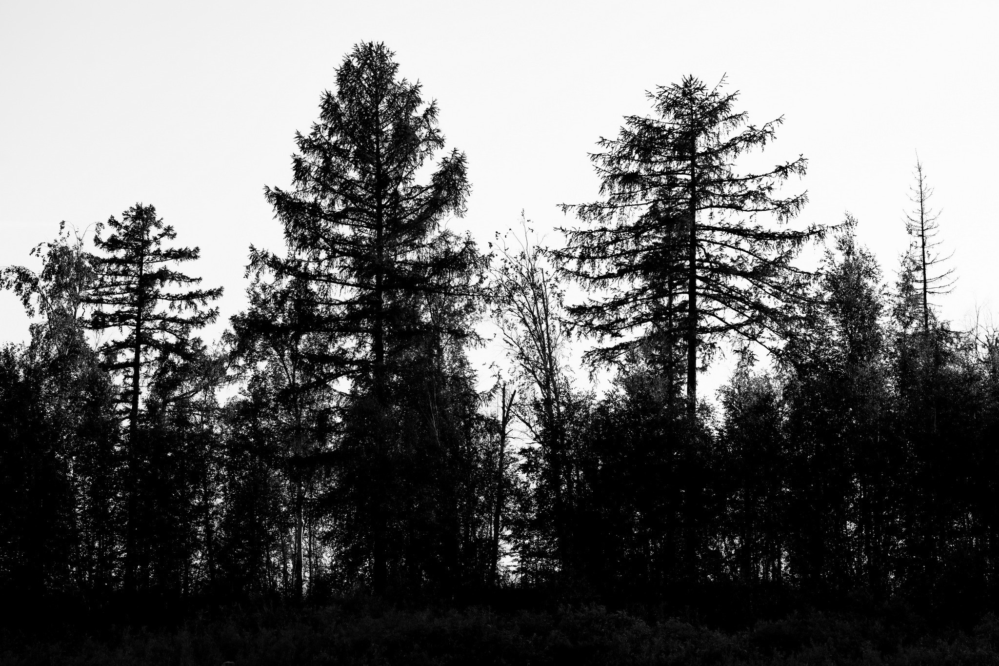 Силуэты тайги. Foto-Zuev фотография как искусство