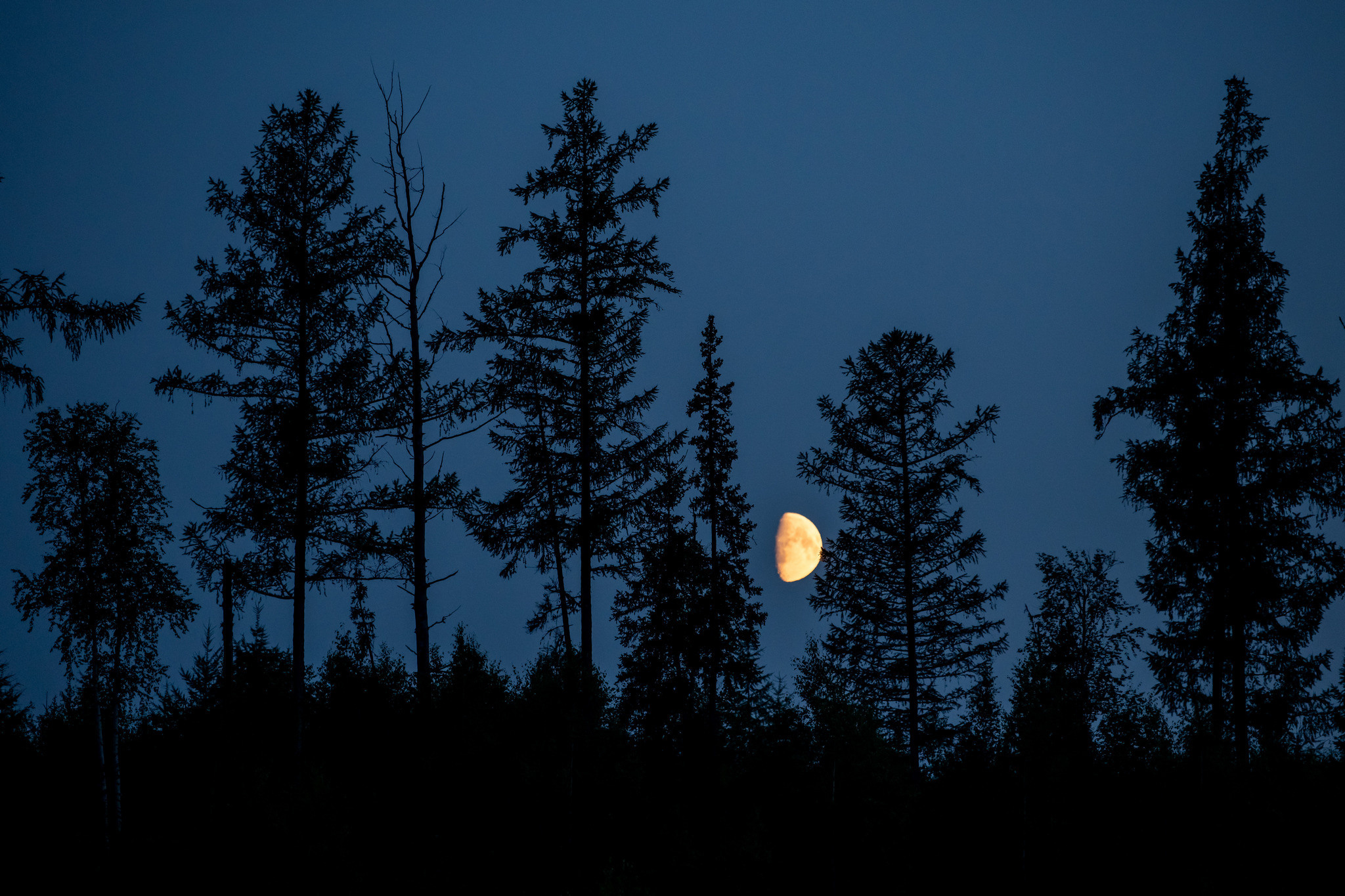 Тайга, Россия, Природа, Пейзаж, Foto-zuev, Fotozuev, фотограф Зуев Андрей