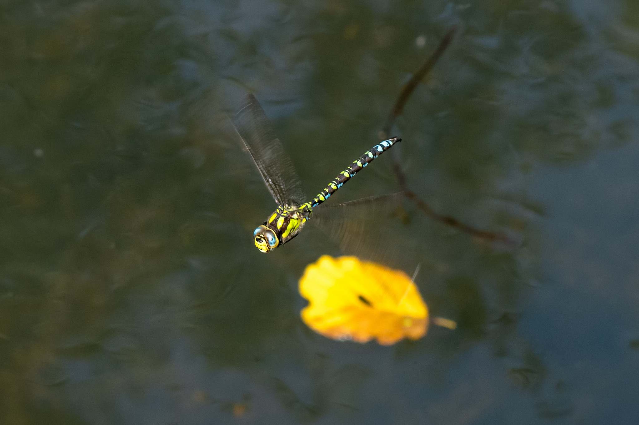 Макрофотосъёмка. Foto-Zuev фотография как искусство