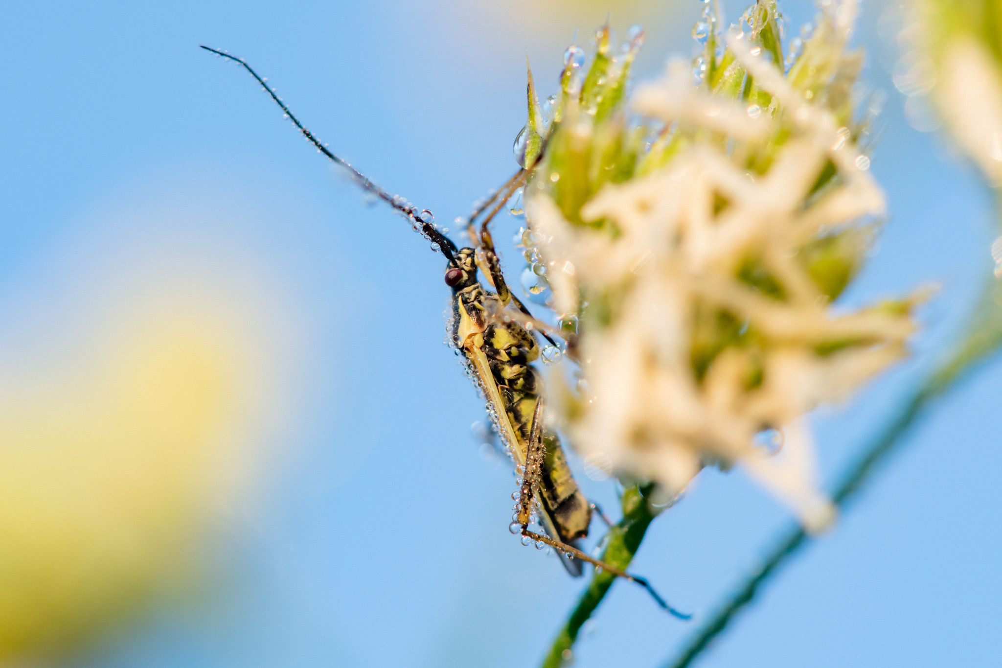 Макрофотосъёмка. Foto-Zuev фотография как искусство