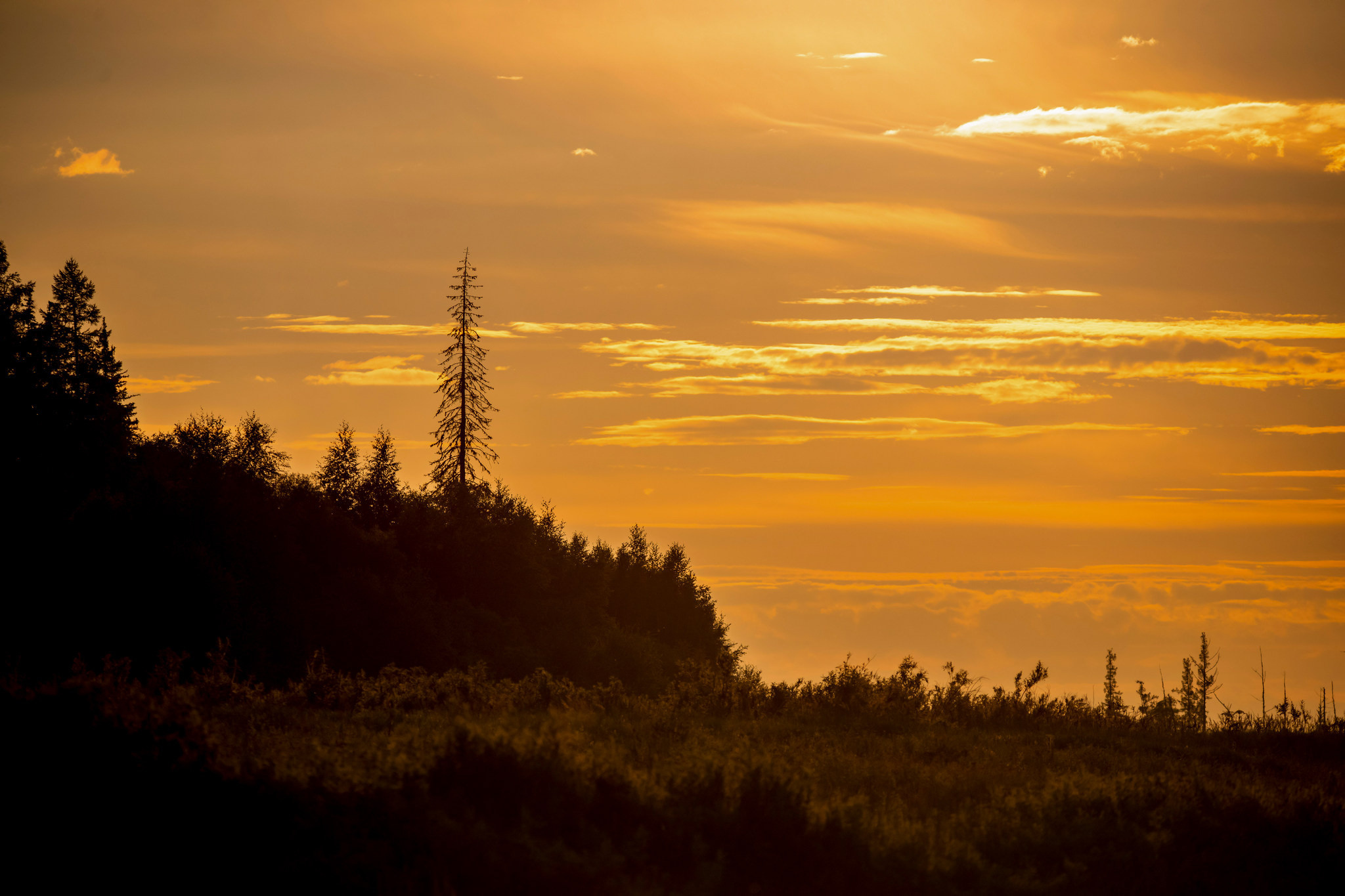 Пейзажный фотограф, Фотографии дикой природы. Foto-Zuev фотография как искусство