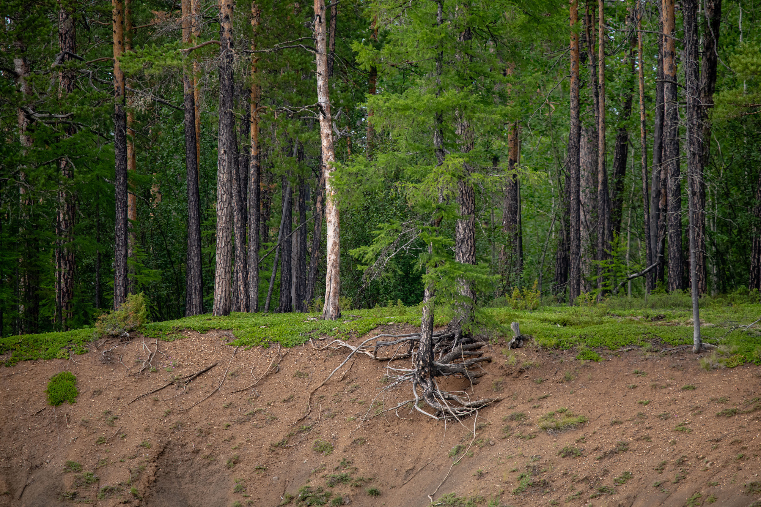 Тайга, Россия, Природа, Пейзаж, Foto-zuev, Fotozuev, фотограф Зуев Андрей