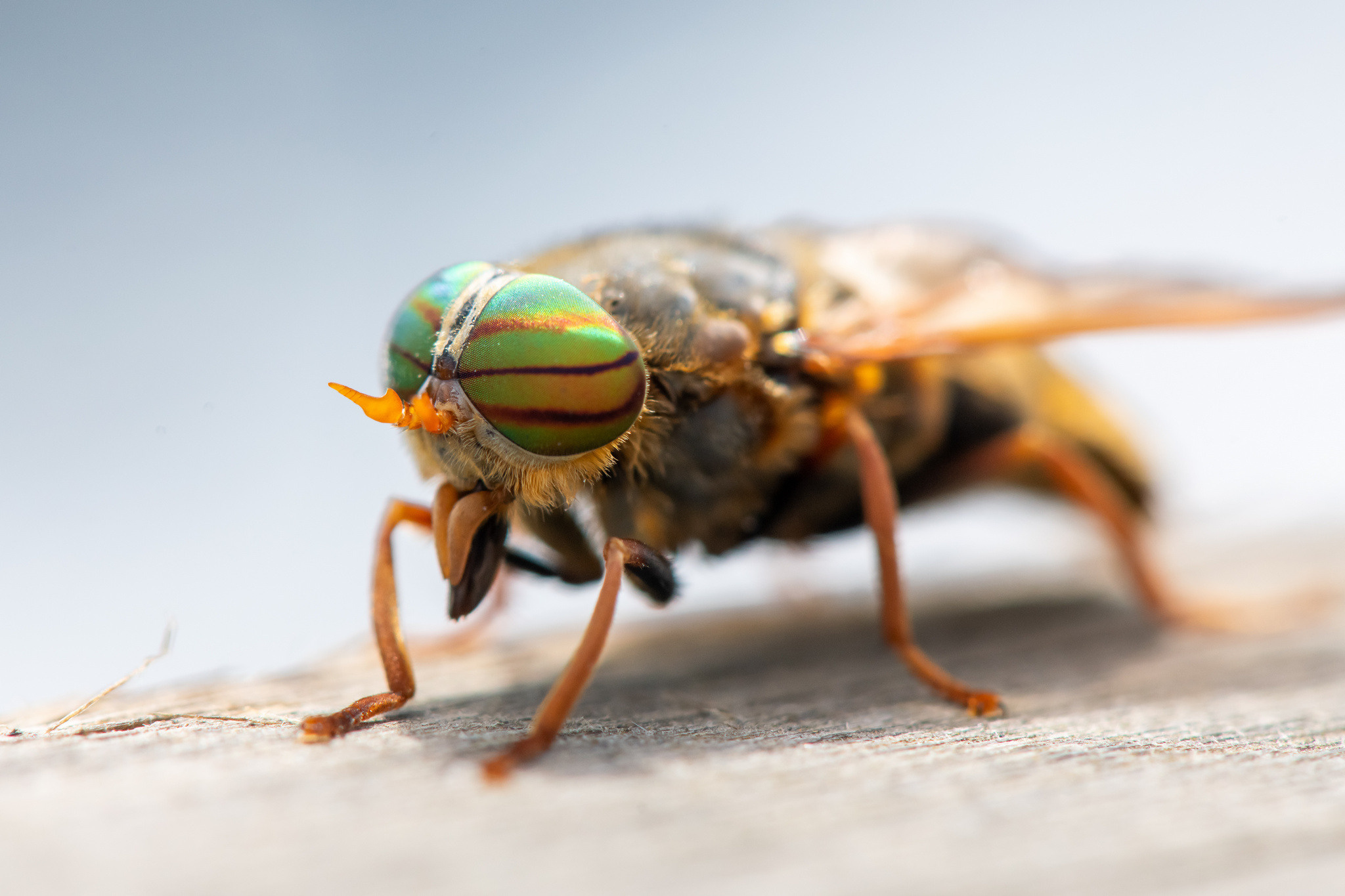 Тайга, Россия, Природа, Макро, Foto-zuev, Fotozuev, фотограф Зуев Андрей