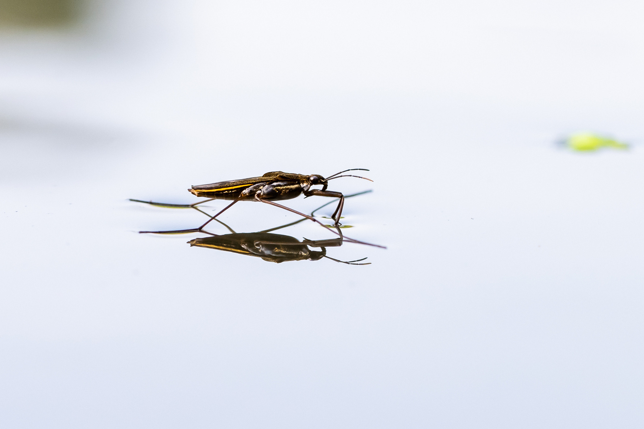 Макрофотосъёмка. Foto-Zuev фотография как искусство