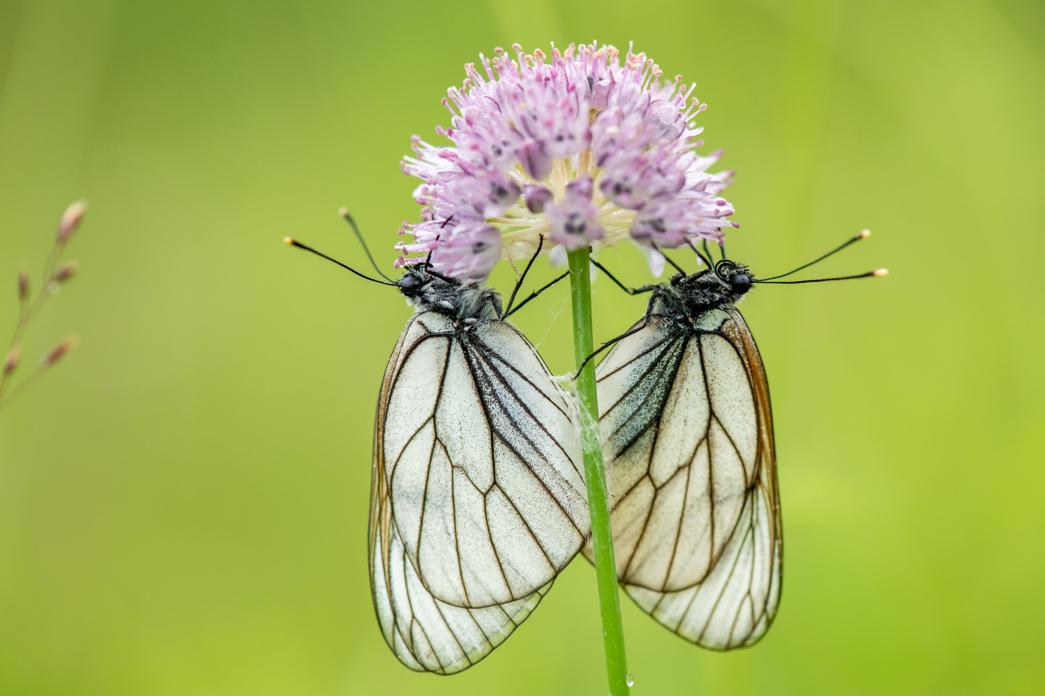 Тайга, Россия, Природа, Макро, Макрофото, Foto-zuev, Fotozuev, фотограф Зуев Андрей