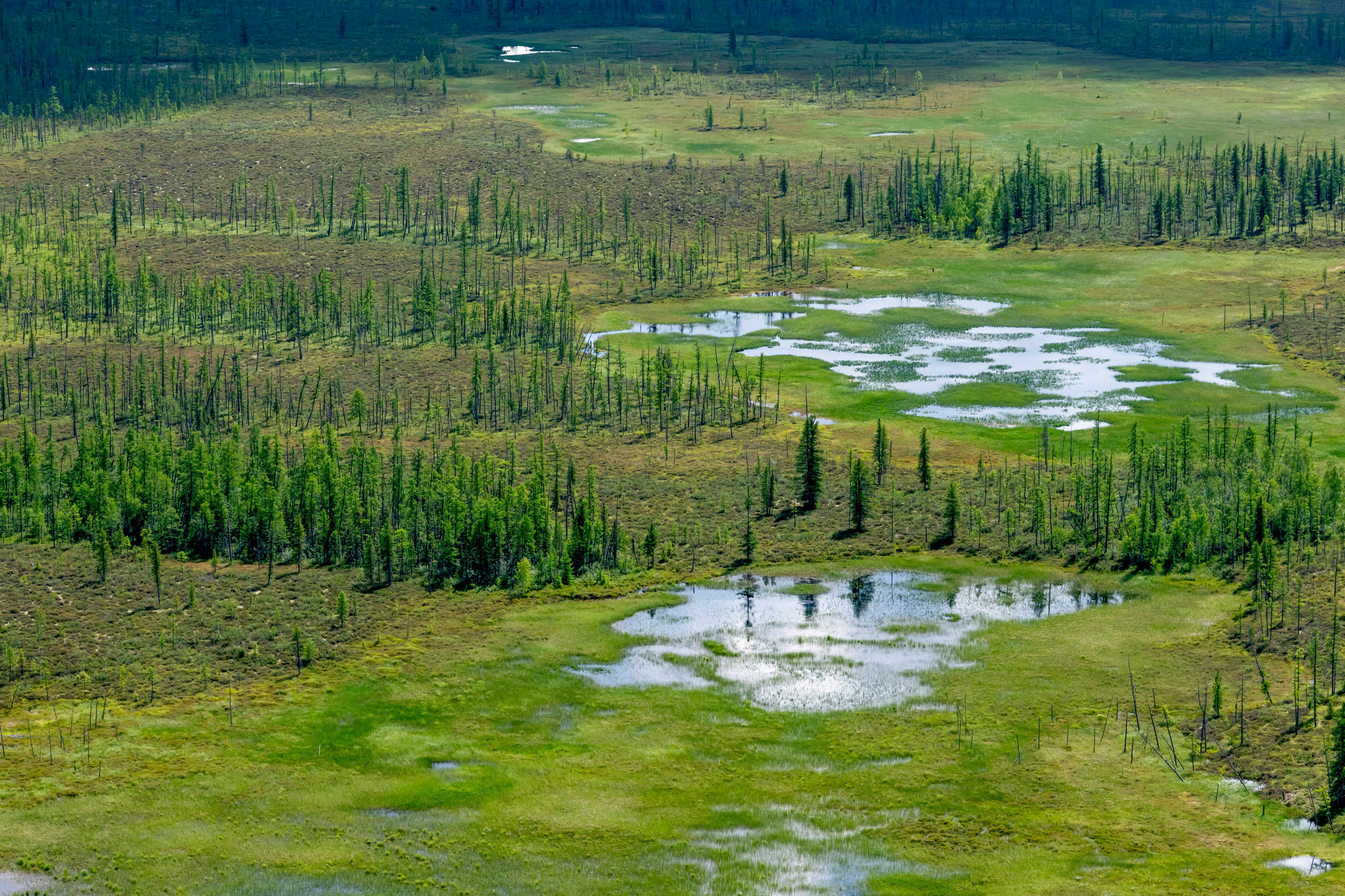 Тайга, Россия, Природа, Пейзаж, Foto-zuev, Fotozuev, фотограф Зуев Андрей
