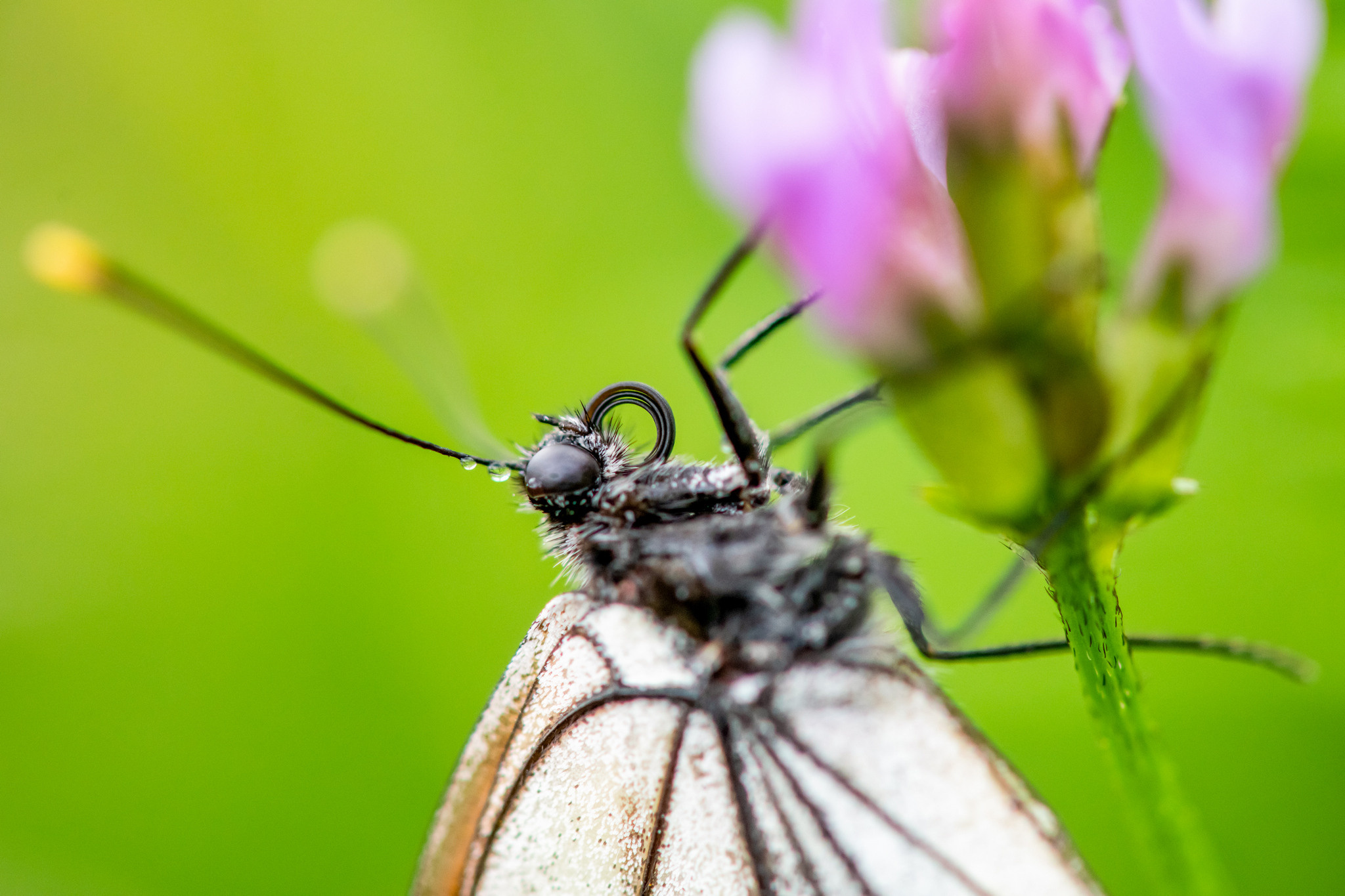 Макрофотосъёмка. Foto-Zuev фотография как искусство