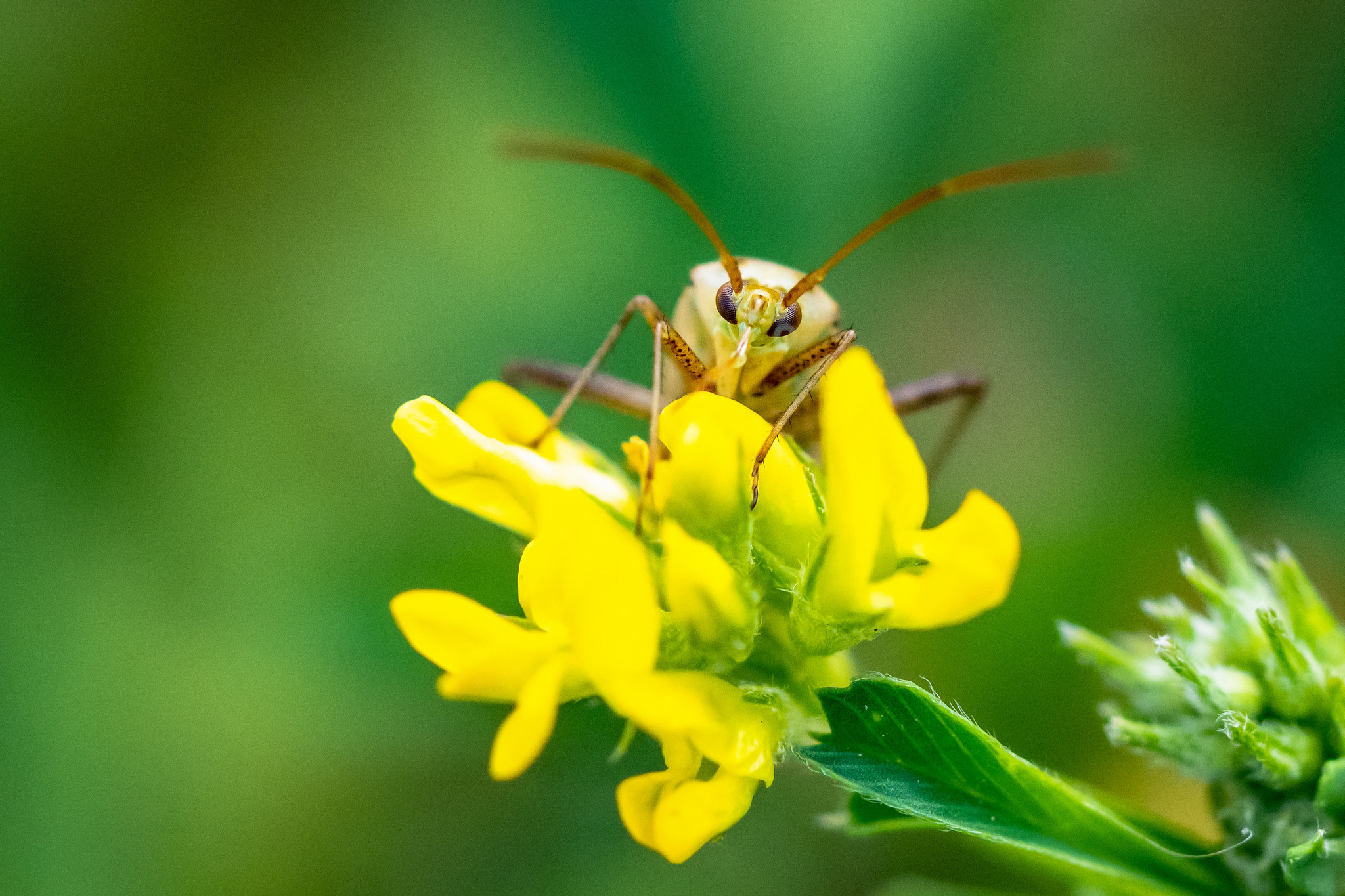 Макрофотосъёмка. Foto-Zuev фотография как искусство