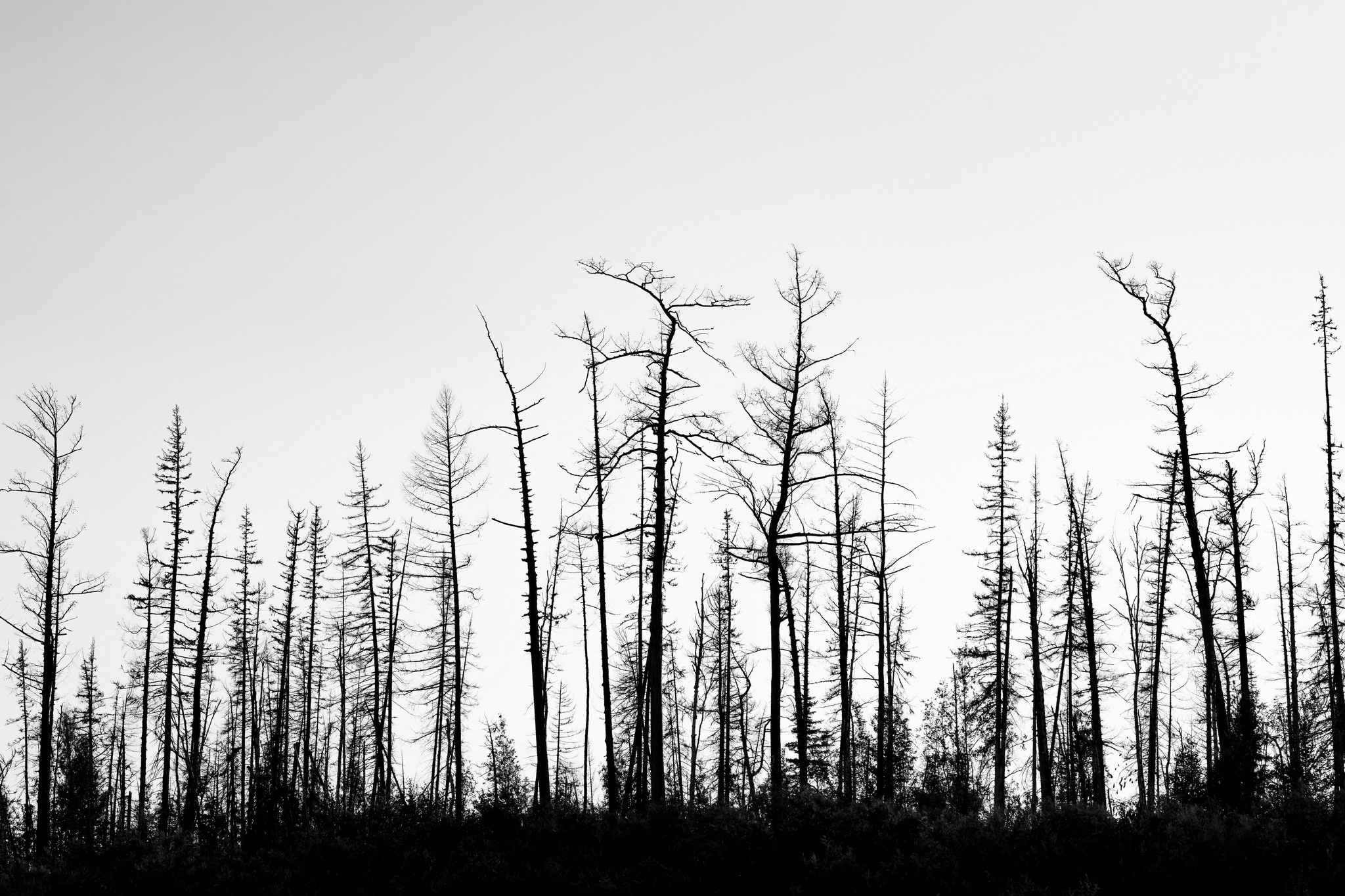 Силуэты тайги. Foto-Zuev фотография как искусство