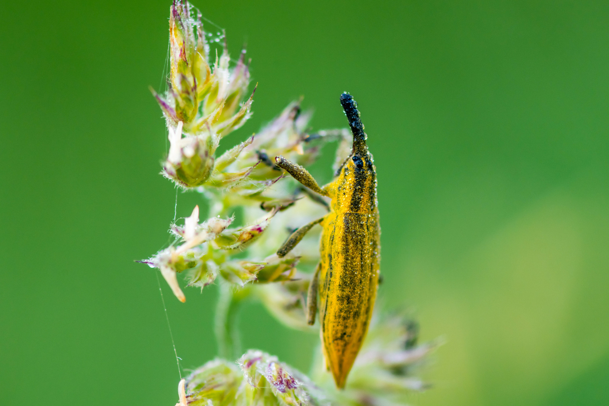 Макрофотосъёмка. Foto-Zuev фотография как искусство