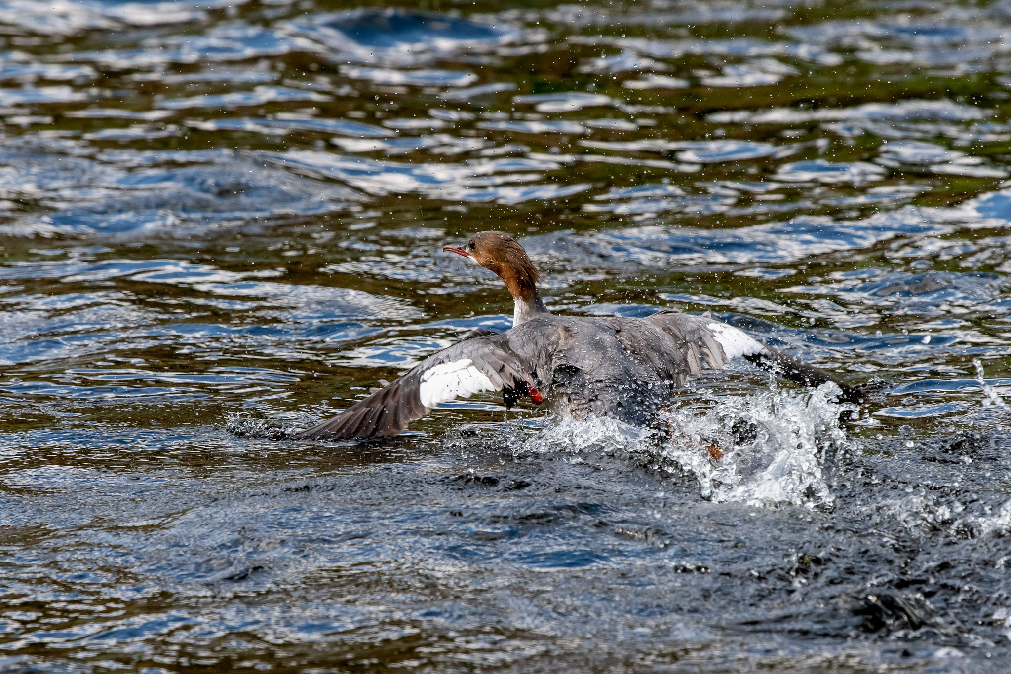 Пейзажный фотограф, Фотографии дикой природы. Foto-Zuev фотография как искусство