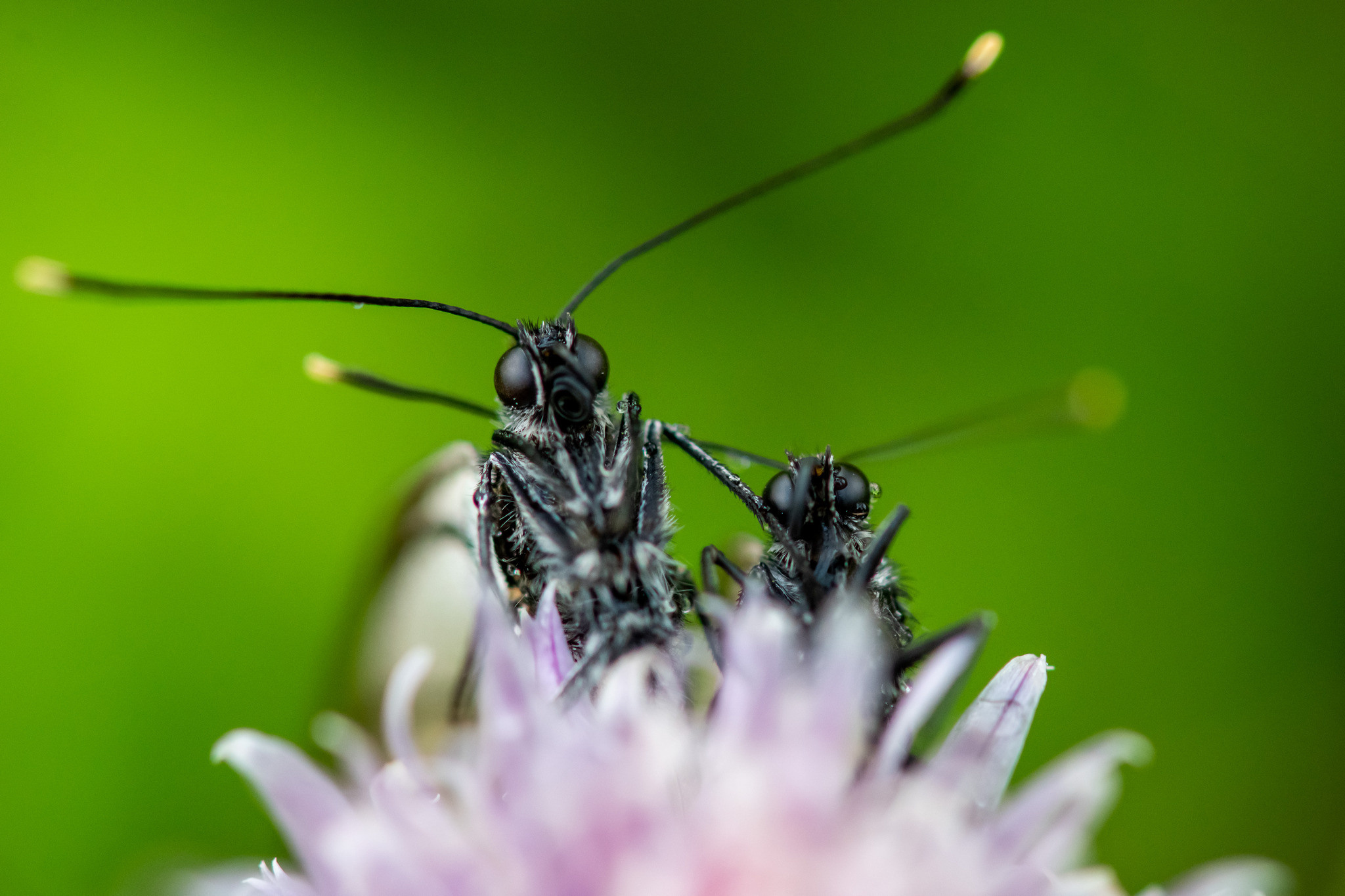 Макрофотосъёмка. Foto-Zuev фотография как искусство
