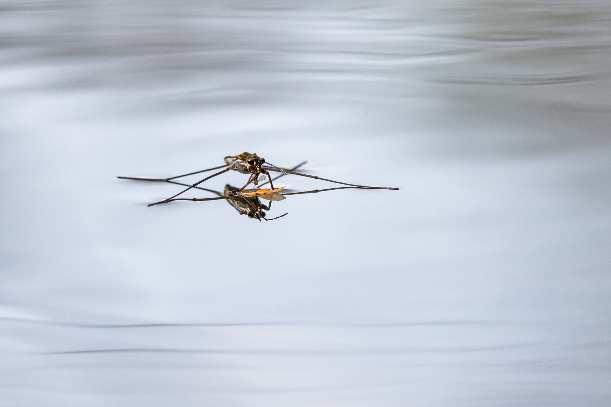 Макрофотосъёмка. Foto-Zuev фотография как искусство