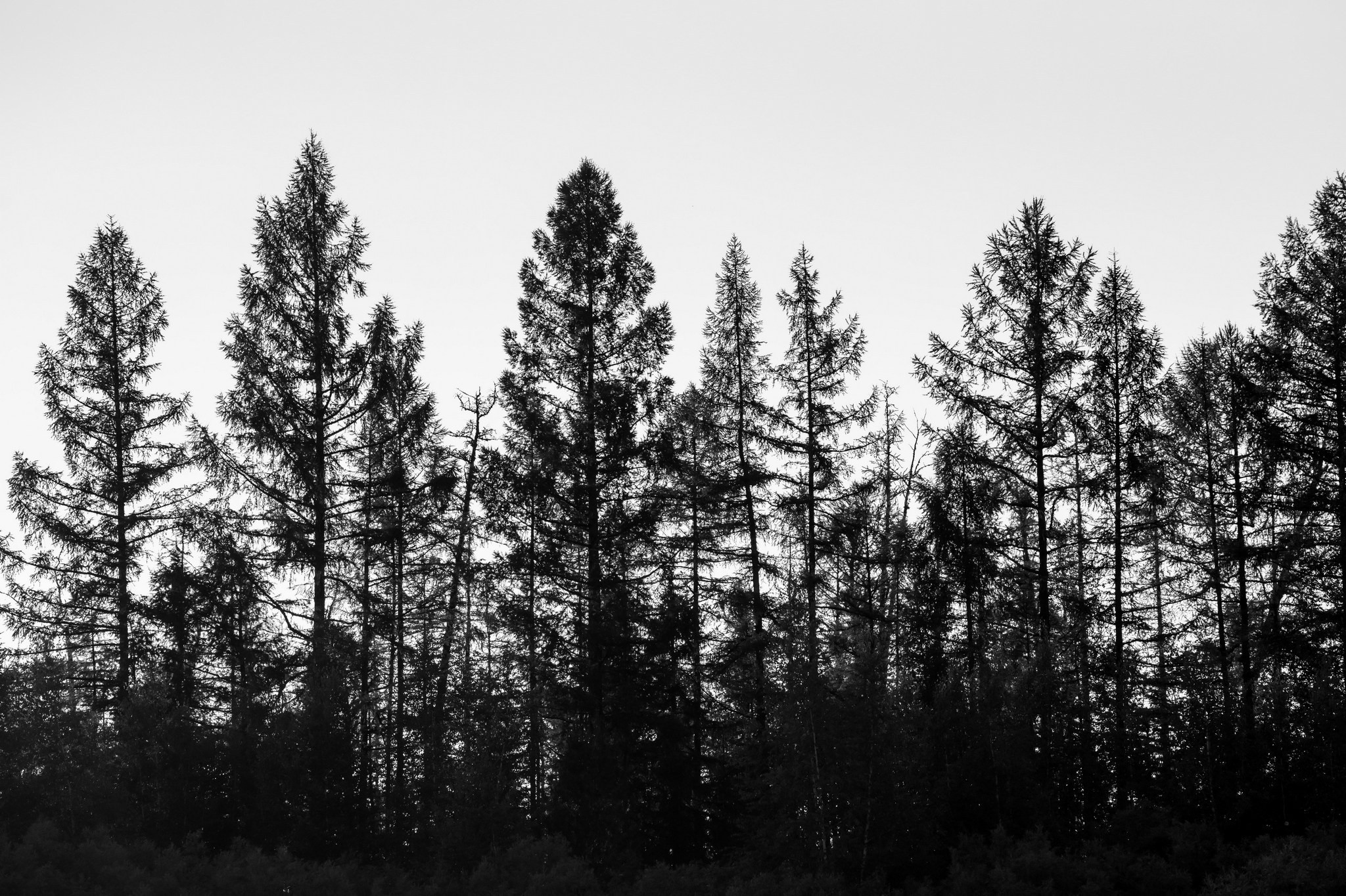 Силуэты тайги. Foto-Zuev фотография как искусство