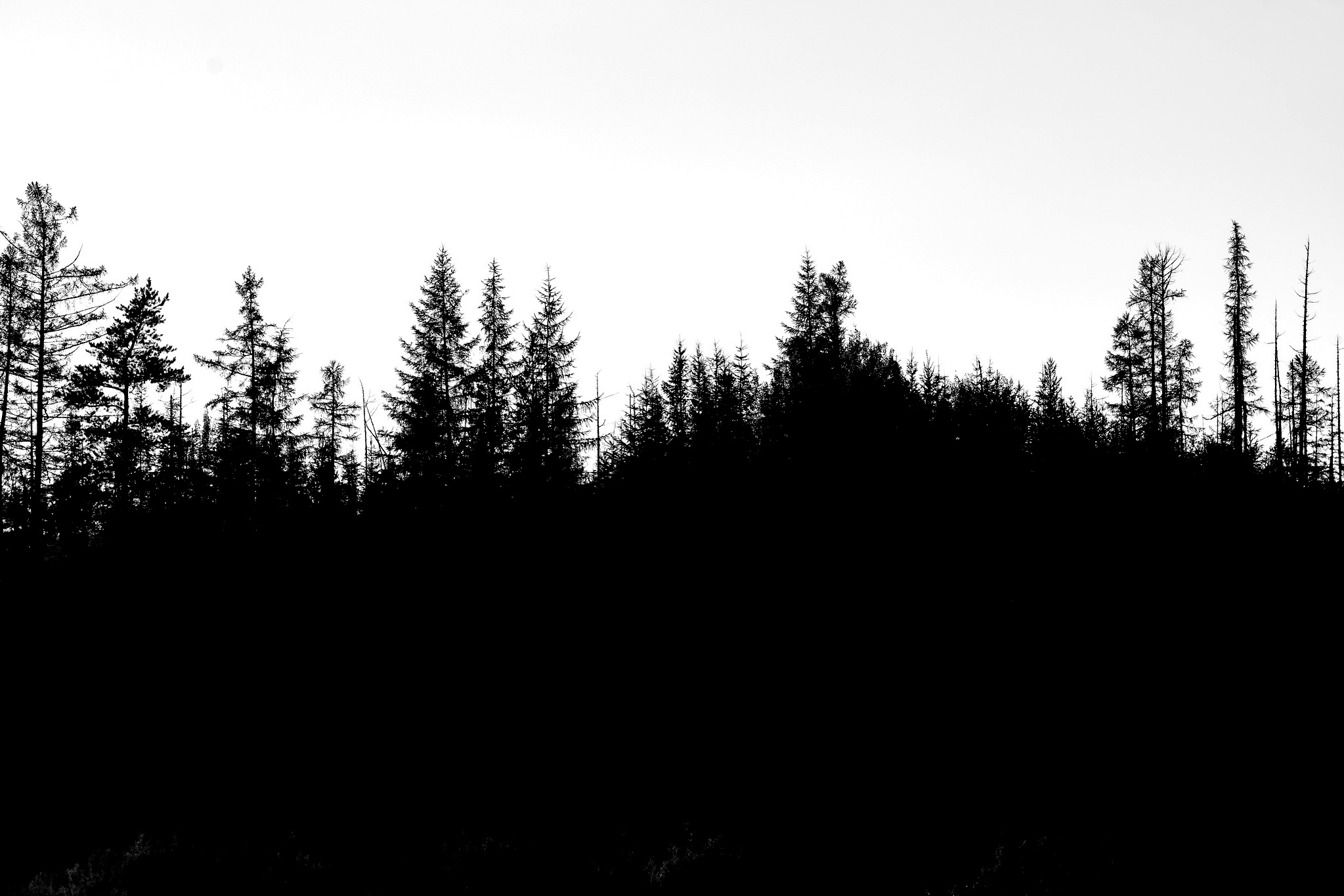 Силуэты тайги. Foto-Zuev фотография как искусство