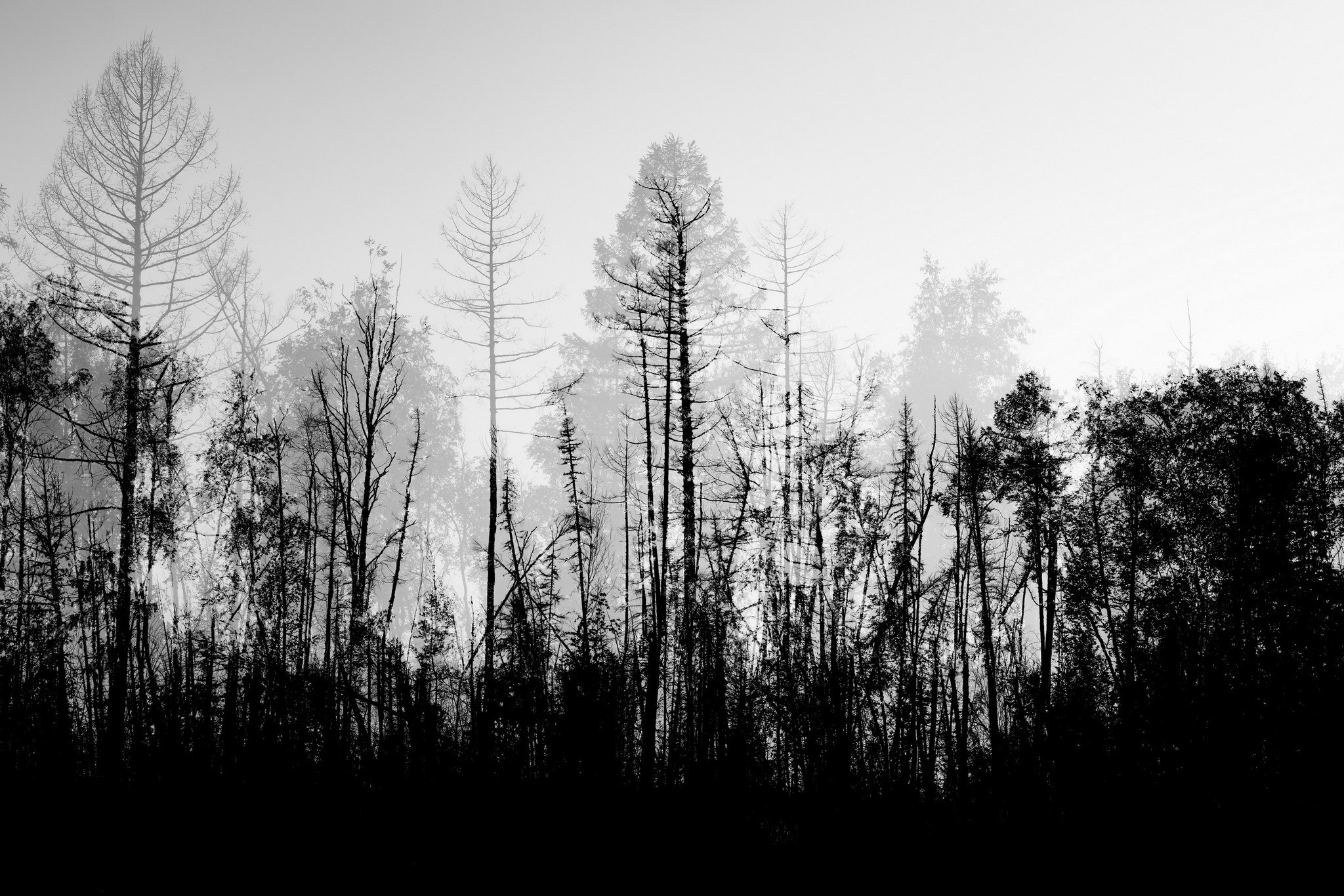 Силуэты тайги. Foto-Zuev фотография как искусство